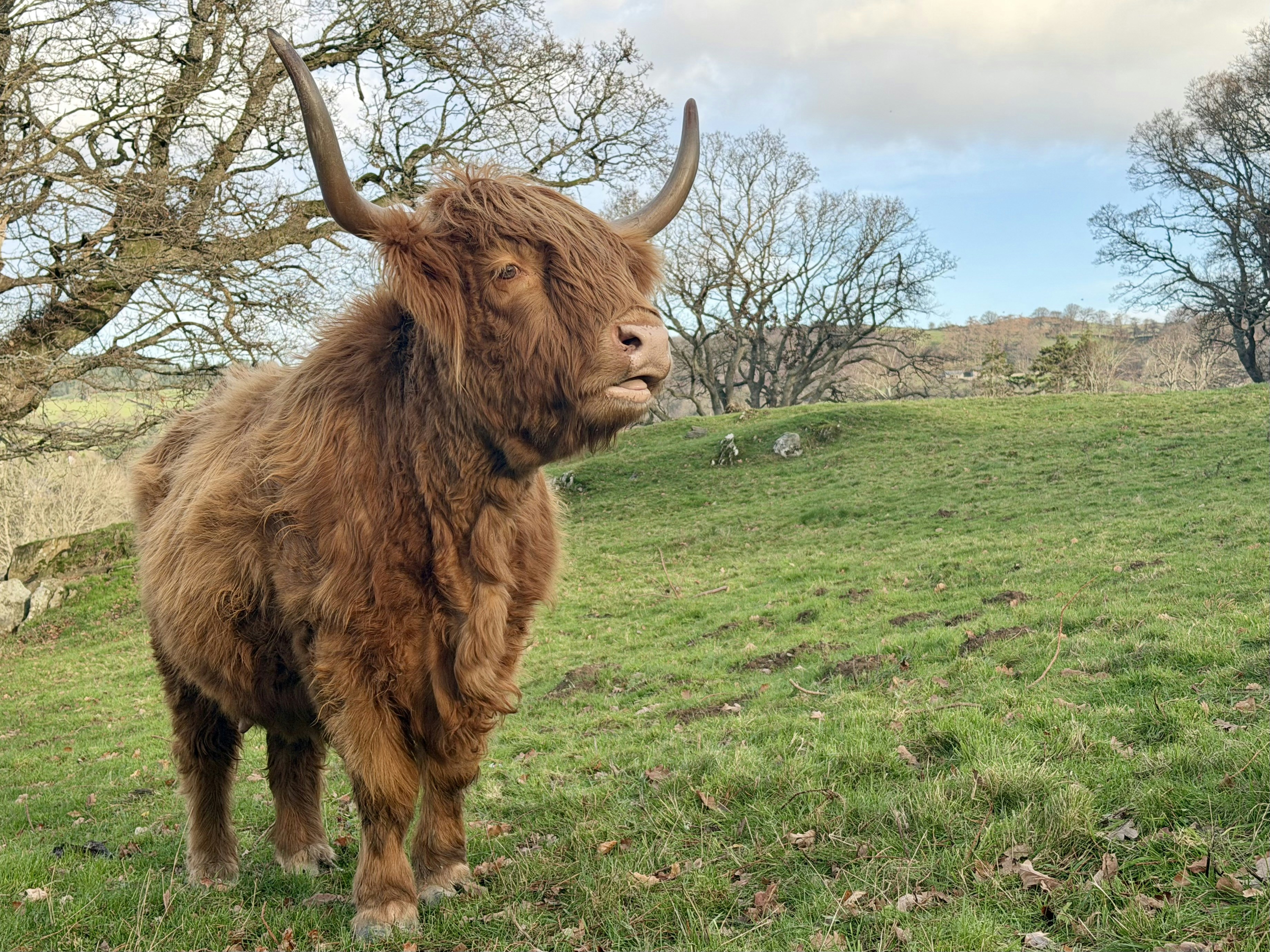 A shaggy highland cow stands in a grassy field.