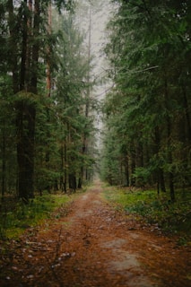 A dirt path through a dense, green forest.
