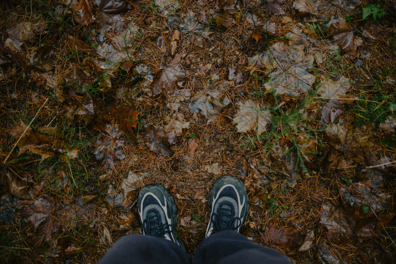 Walking a leaf-covered forest trail, the kind of everyday hike Green Mountain living makes possible