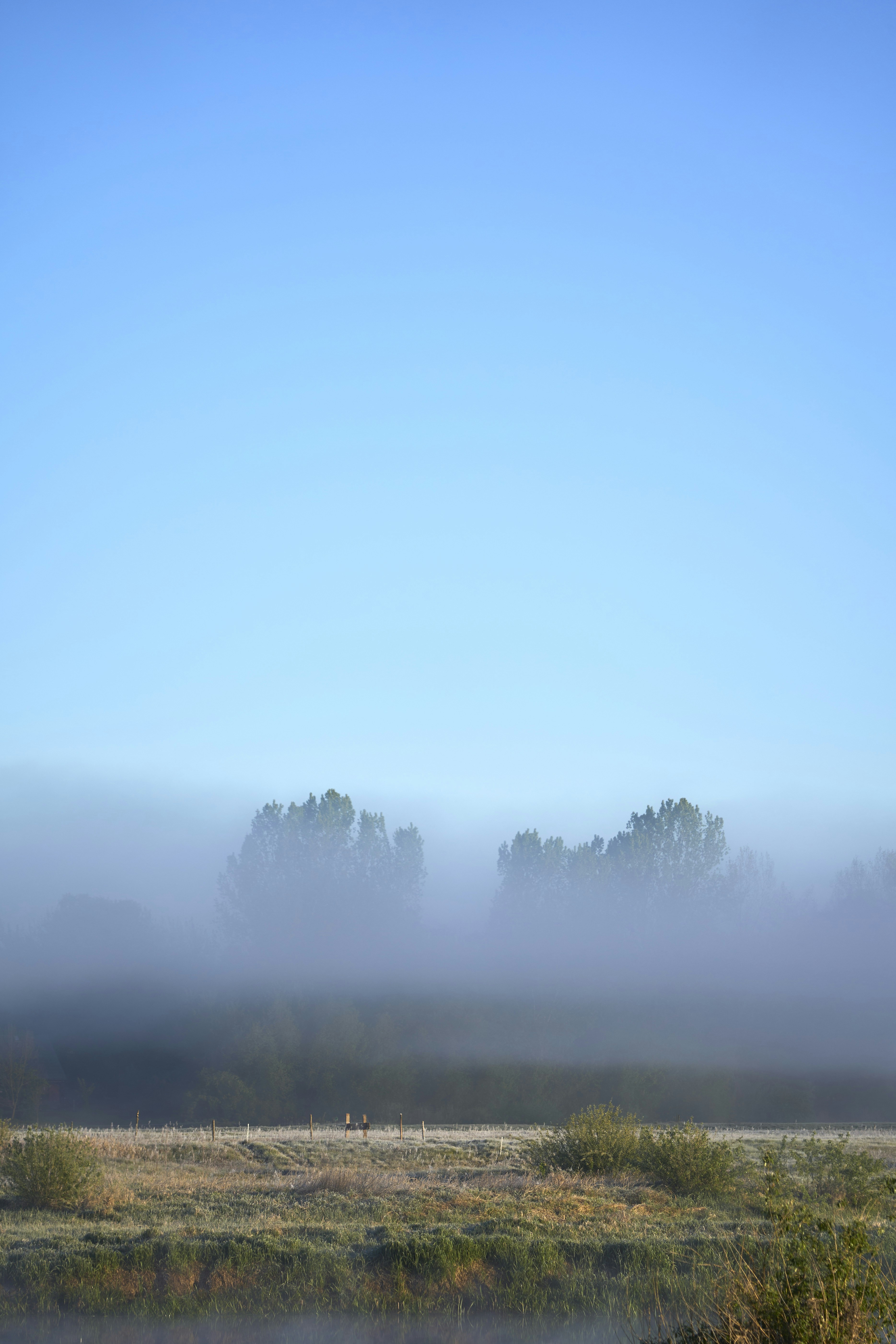 Neblige Morgenlandschaft mit Bäumen und Gras.