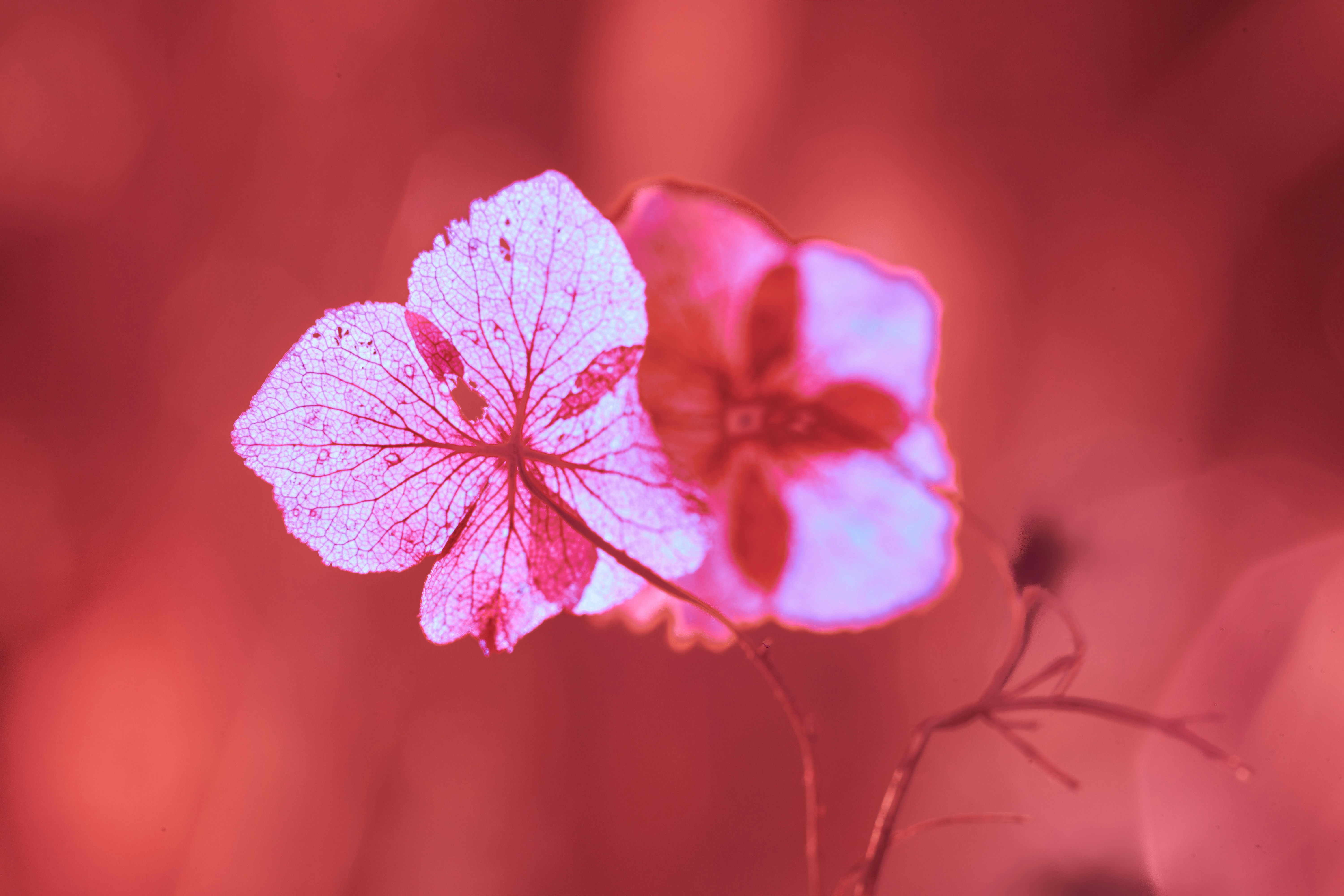 Photo by wolfgang_hasselmann