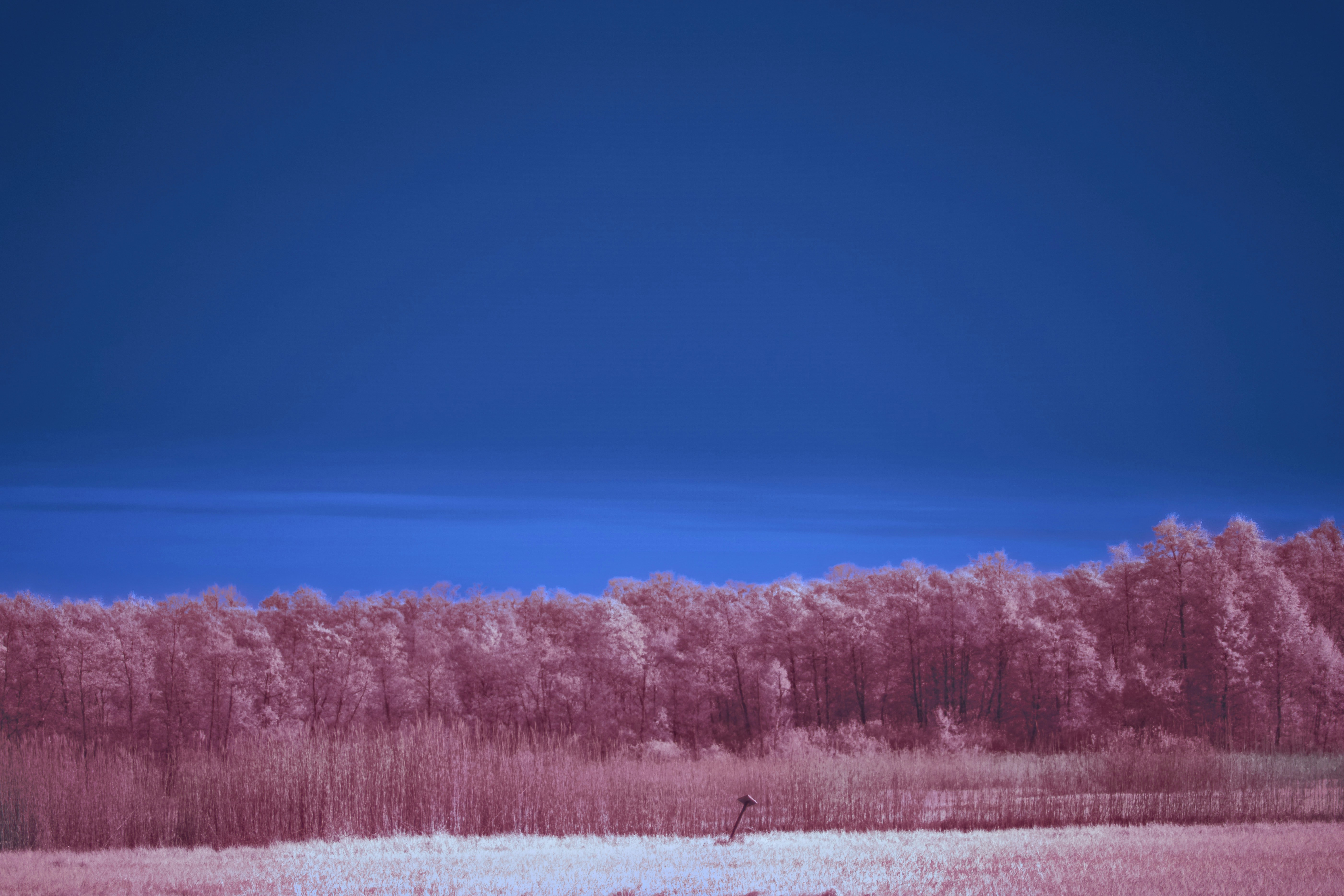 Photo by wolfgang_hasselmann