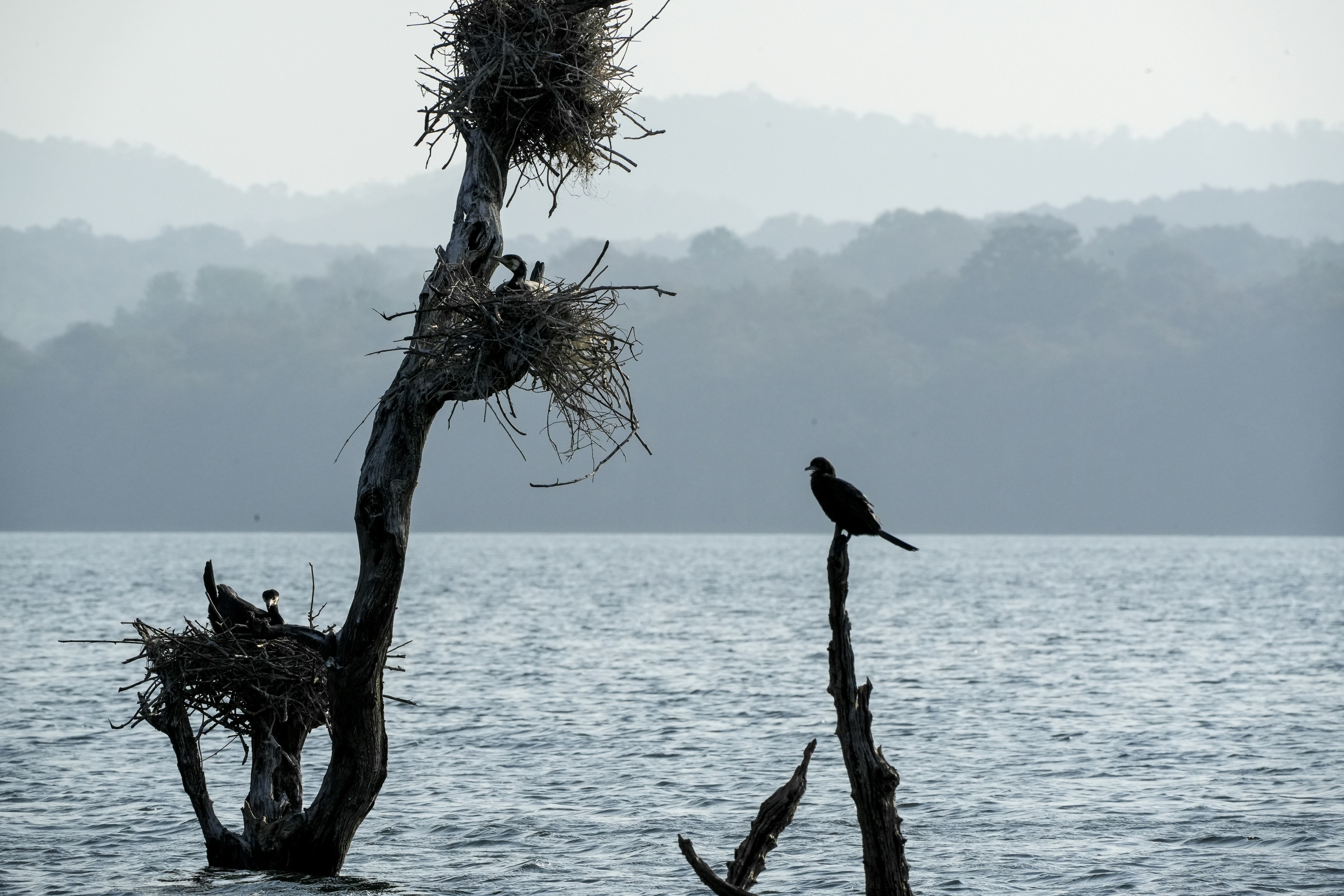 Bird perched on a dead tree in water
