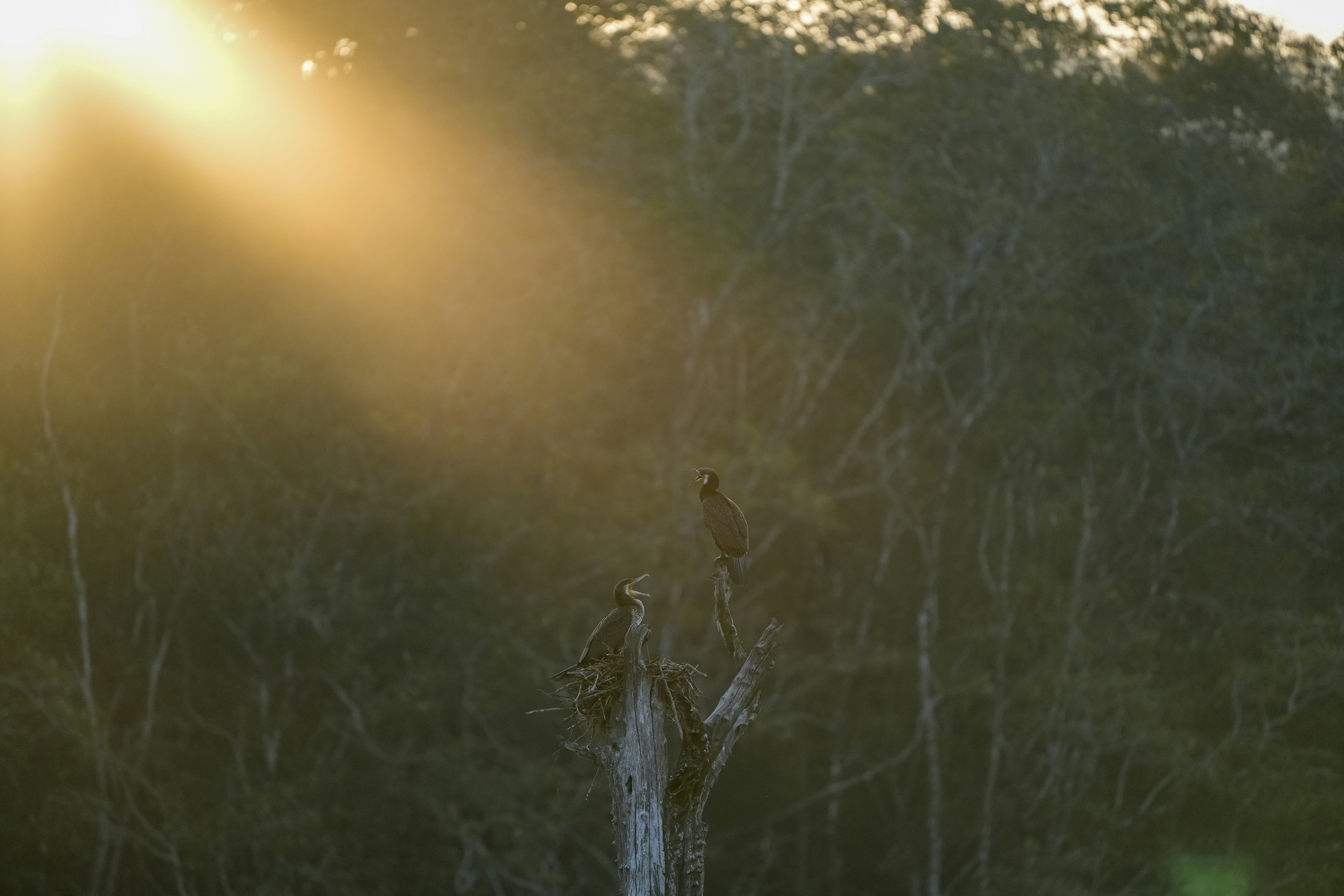 Photo by prakashraophotography