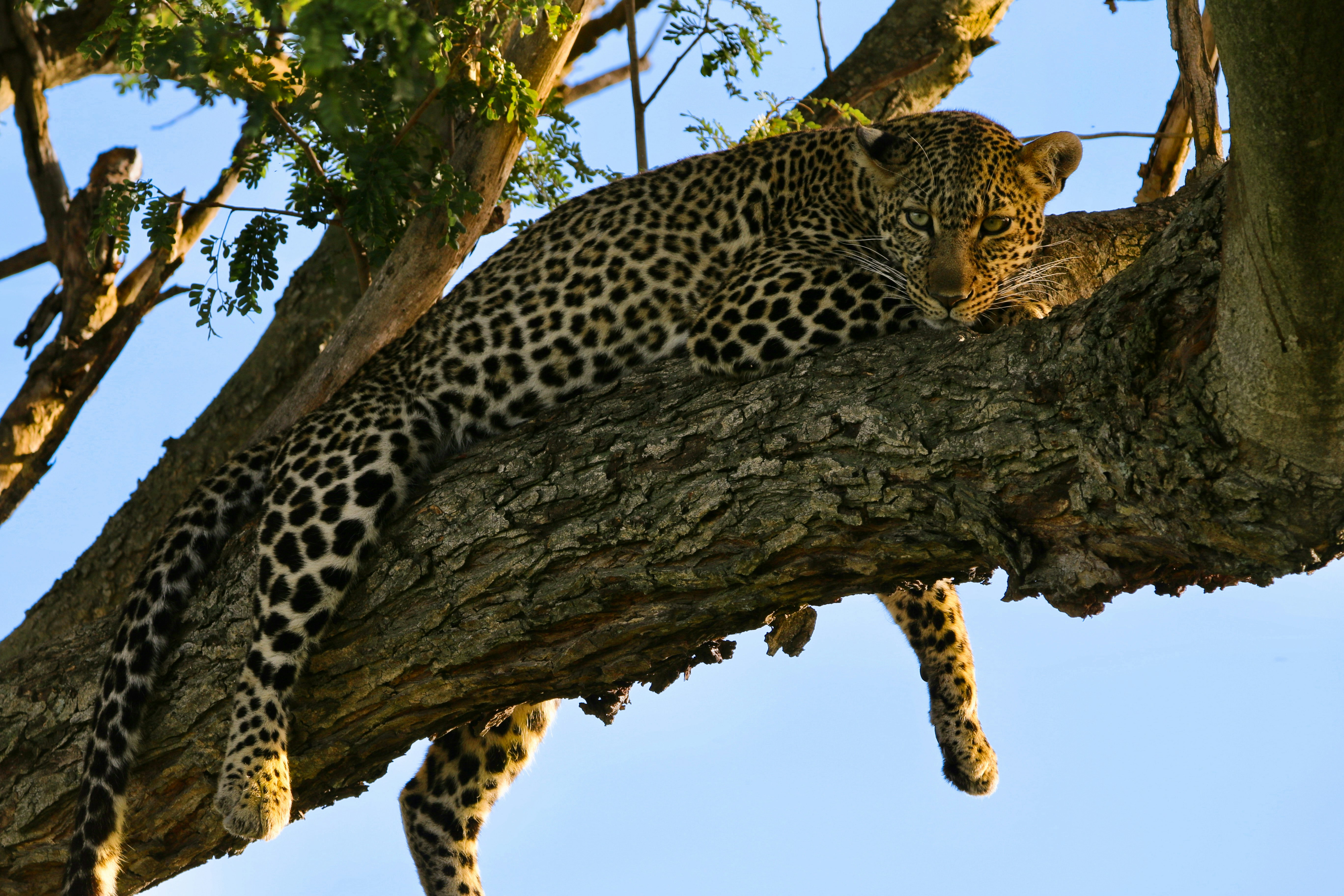 A leopard rests on a large tree branch.