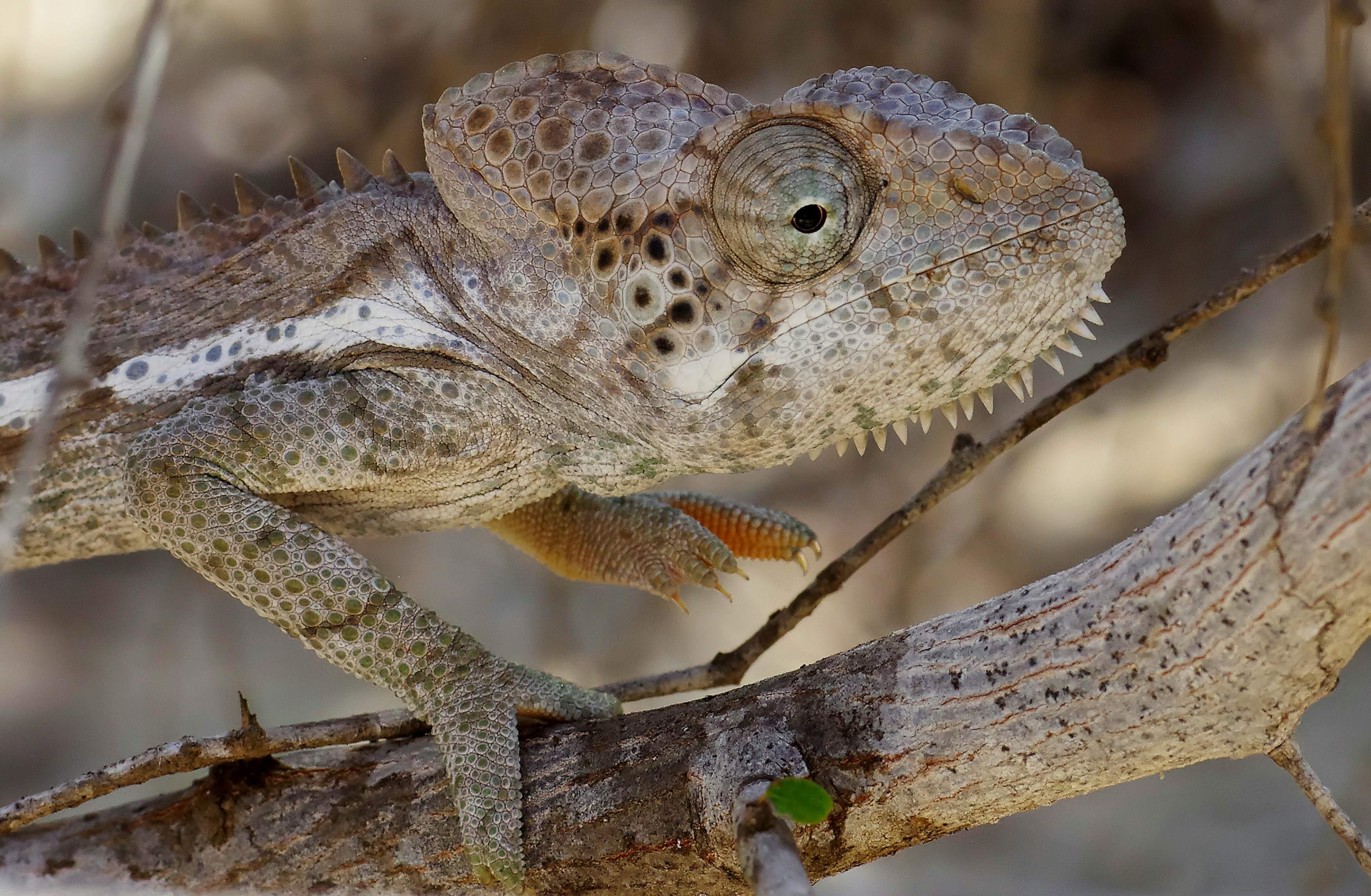 Ein Chamäleon ruht auf einem getarnten Ast.