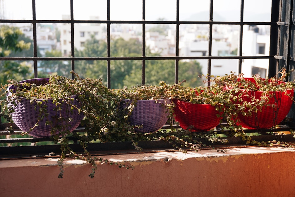 Balcony garden trellis climbing plants: step-by-step visual example