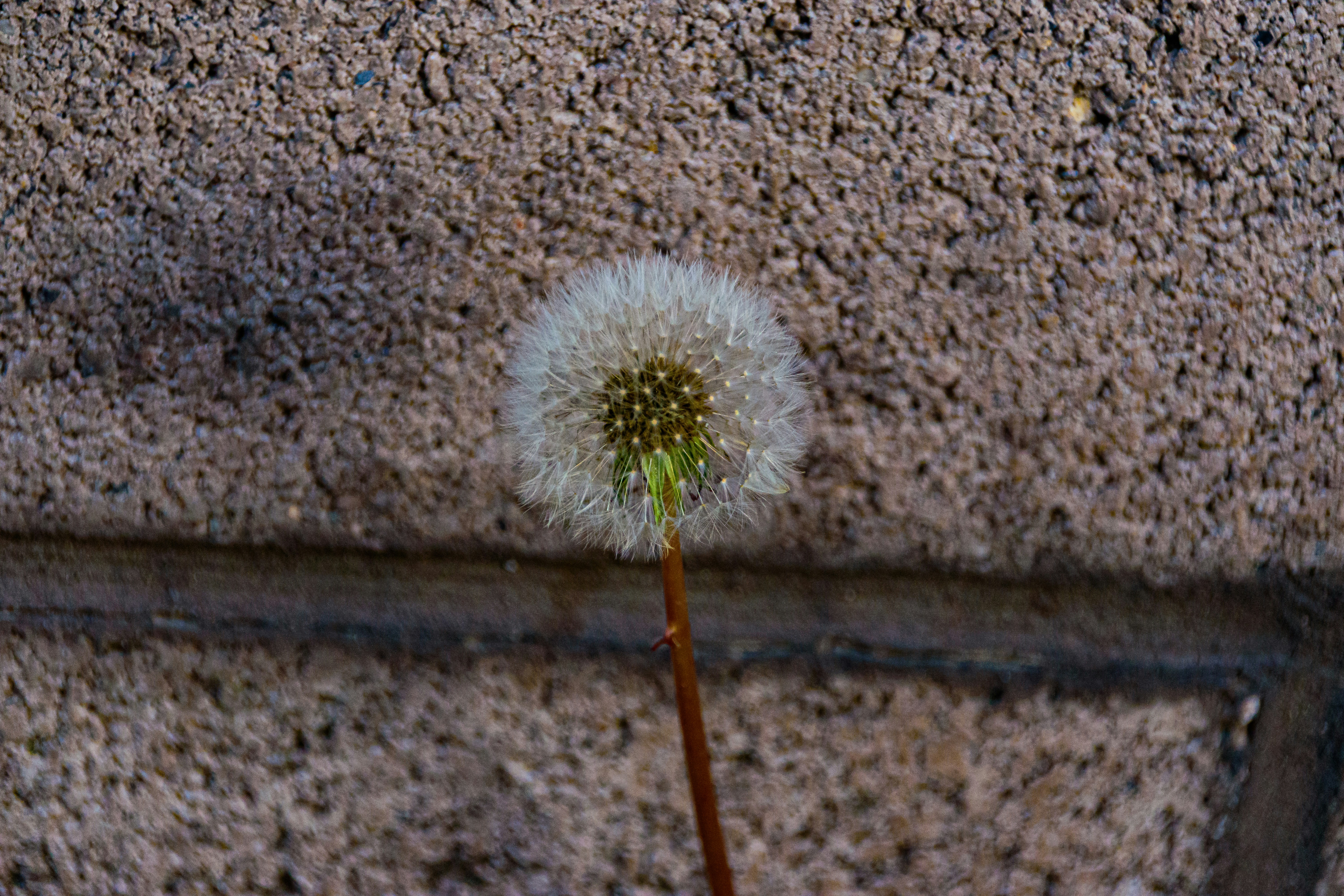 A single dandelion seed head against a brick wall.