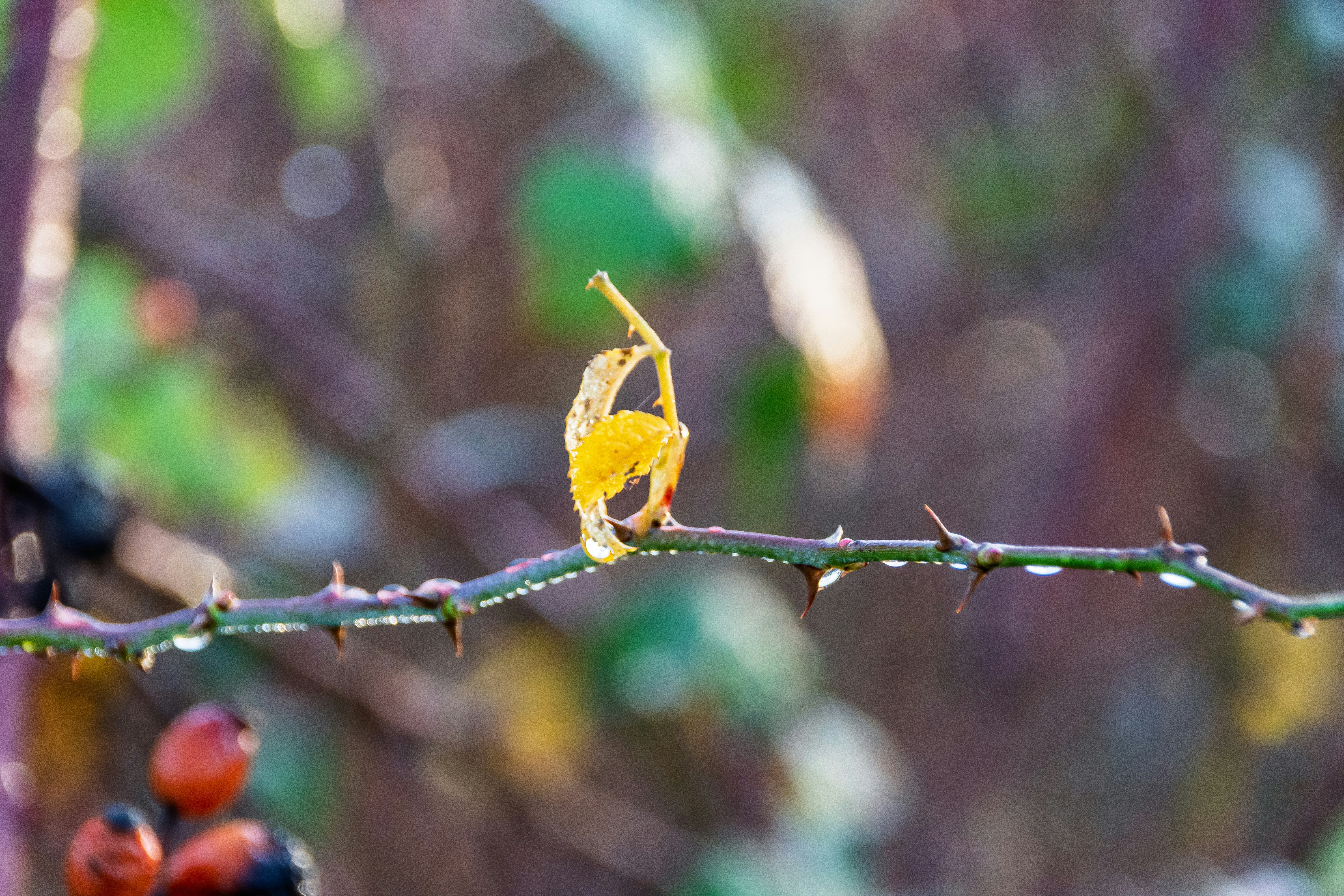 Photo by skstrannik
