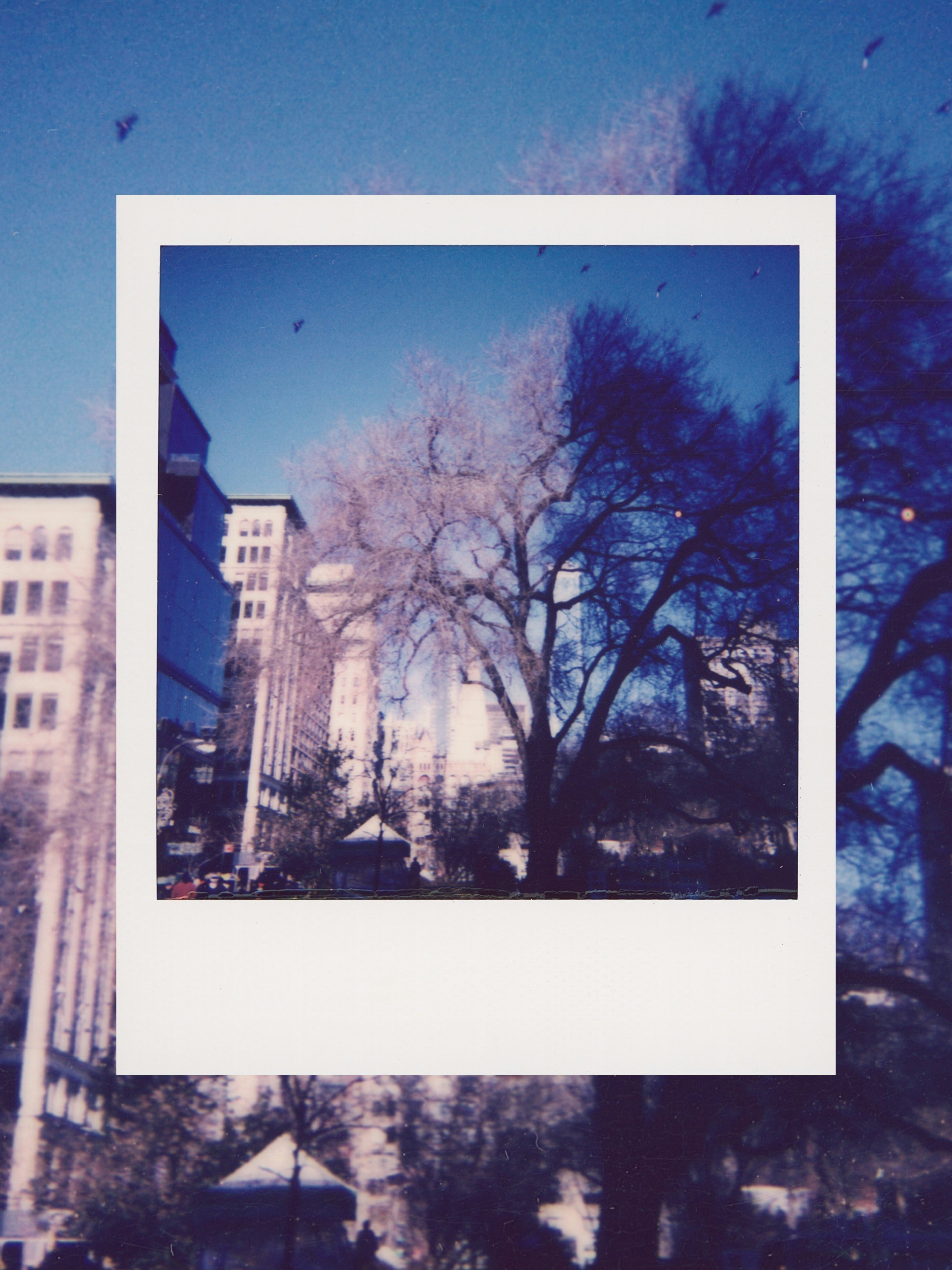 Bare tree in front of city buildings under blue sky