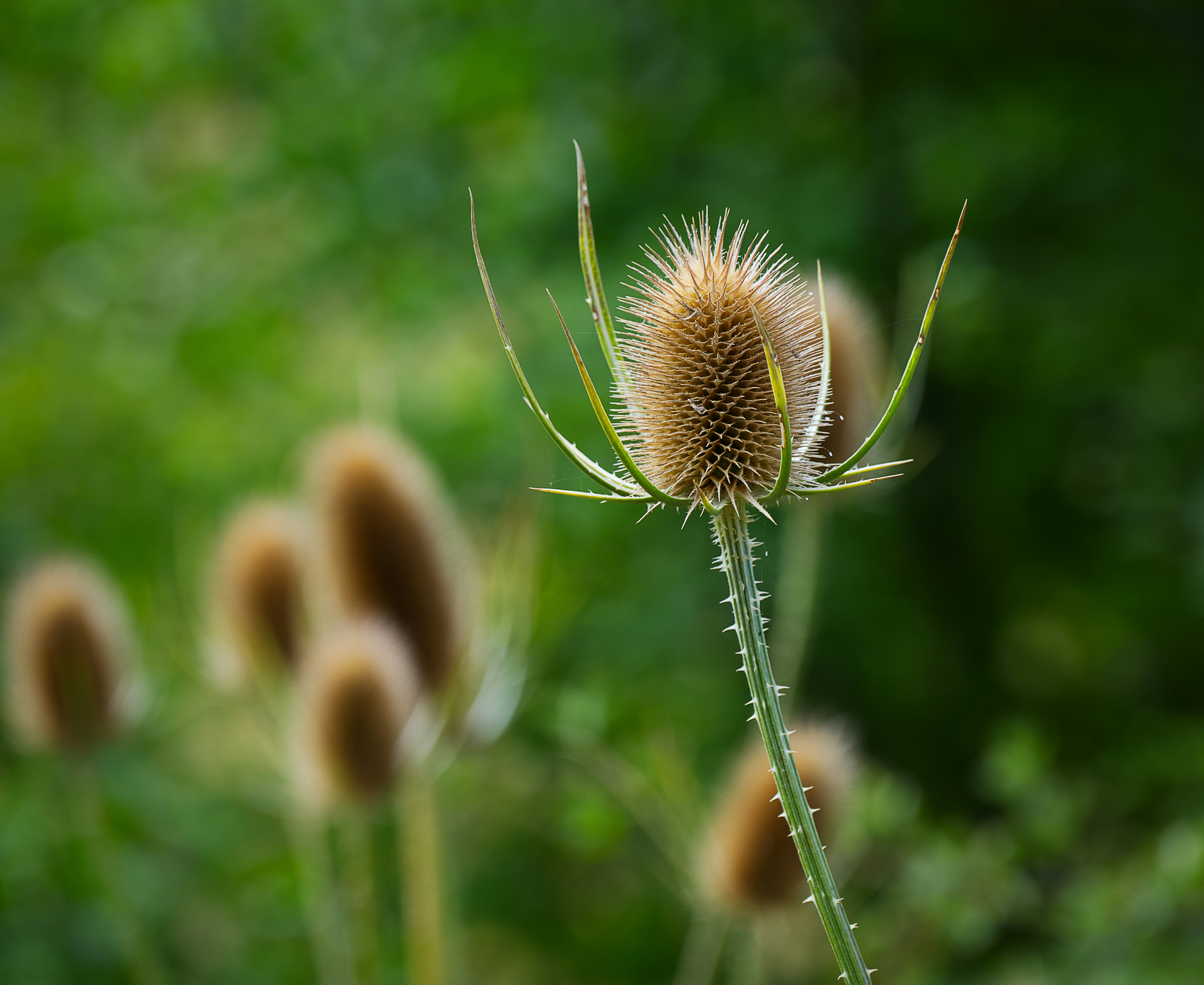 Photo by packetdiscards