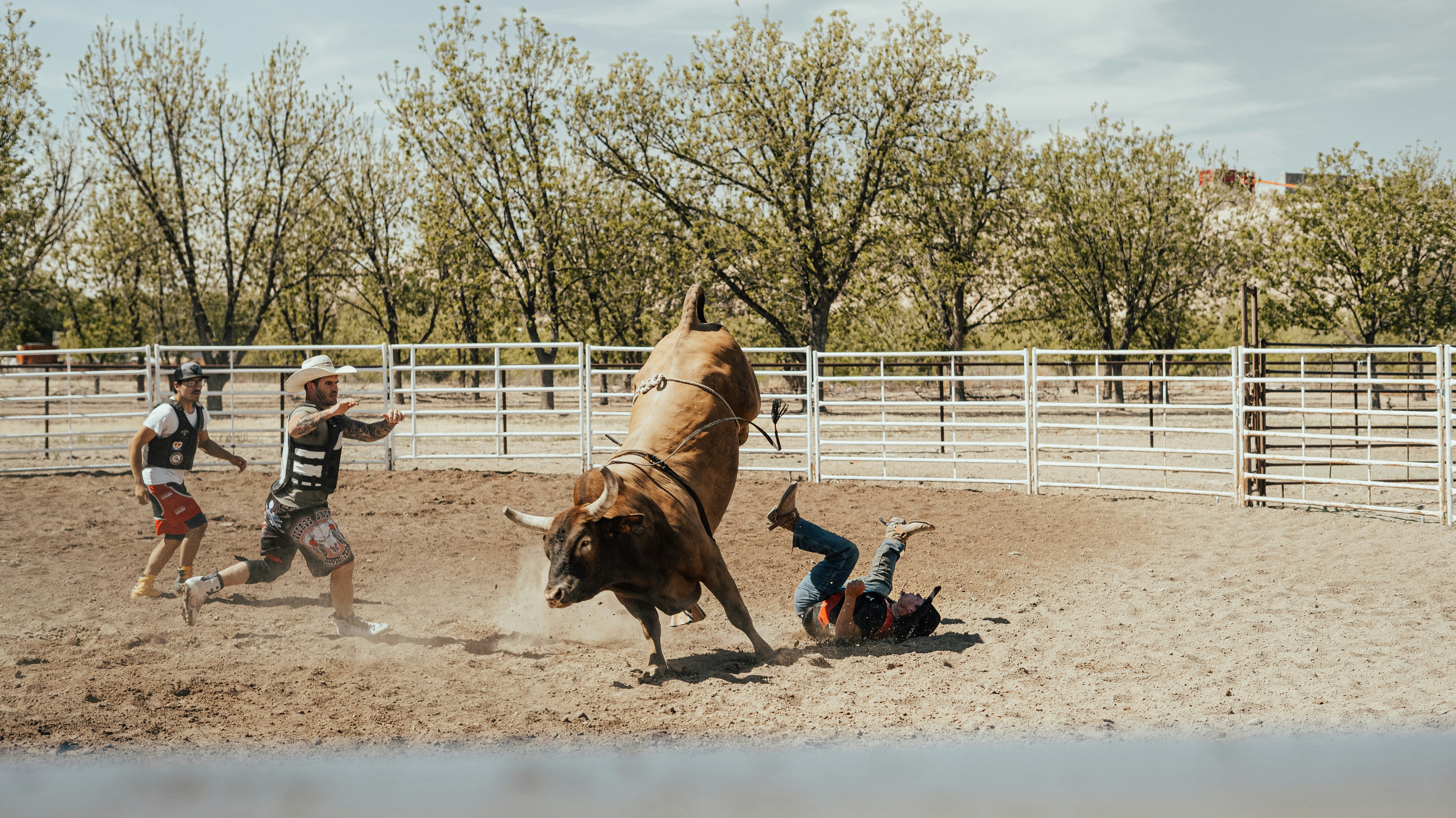 Cavalier de taureau jeté d’un taureau en boucle dans une arène de rodéo