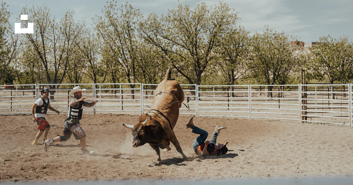 Bull Rider Falling Off Bull rider thrown off bucking bull in rodeo arena photo – Free Cowboy ...