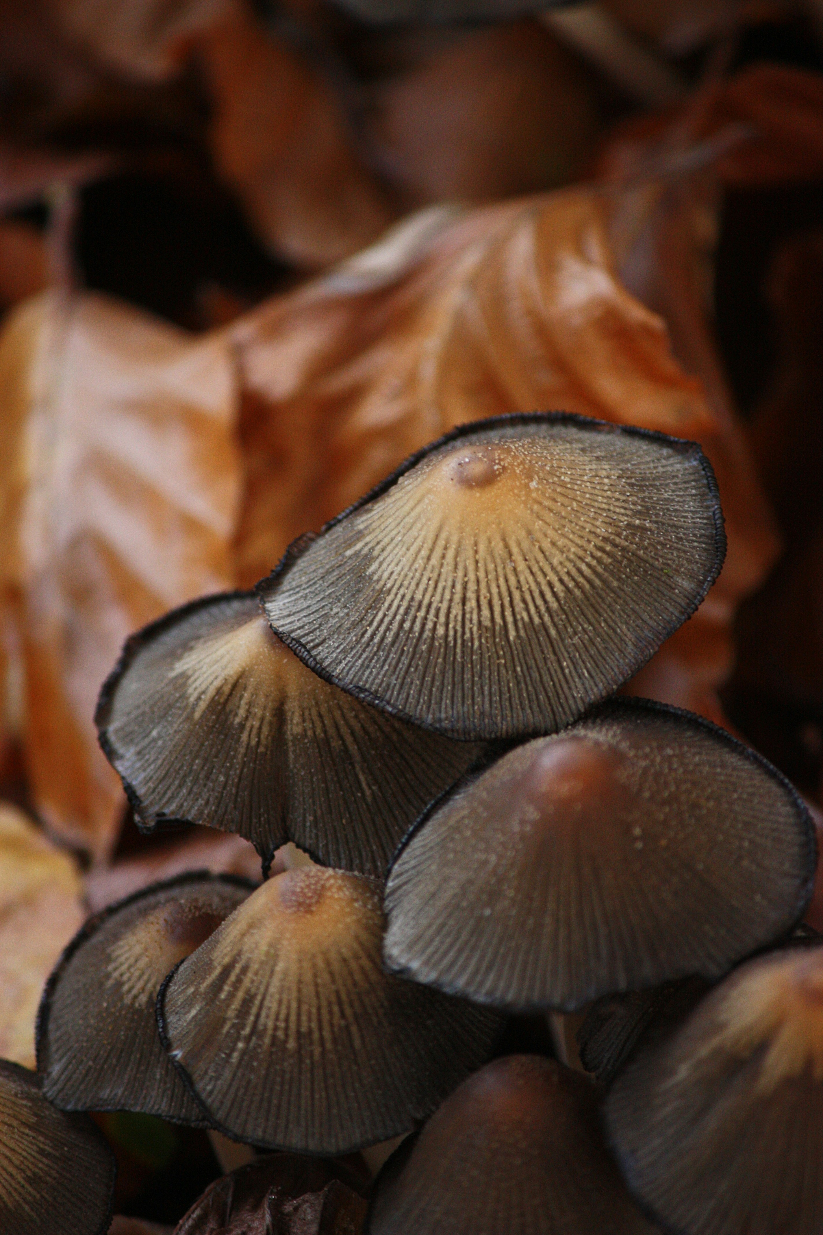 Photo by bookscorpion