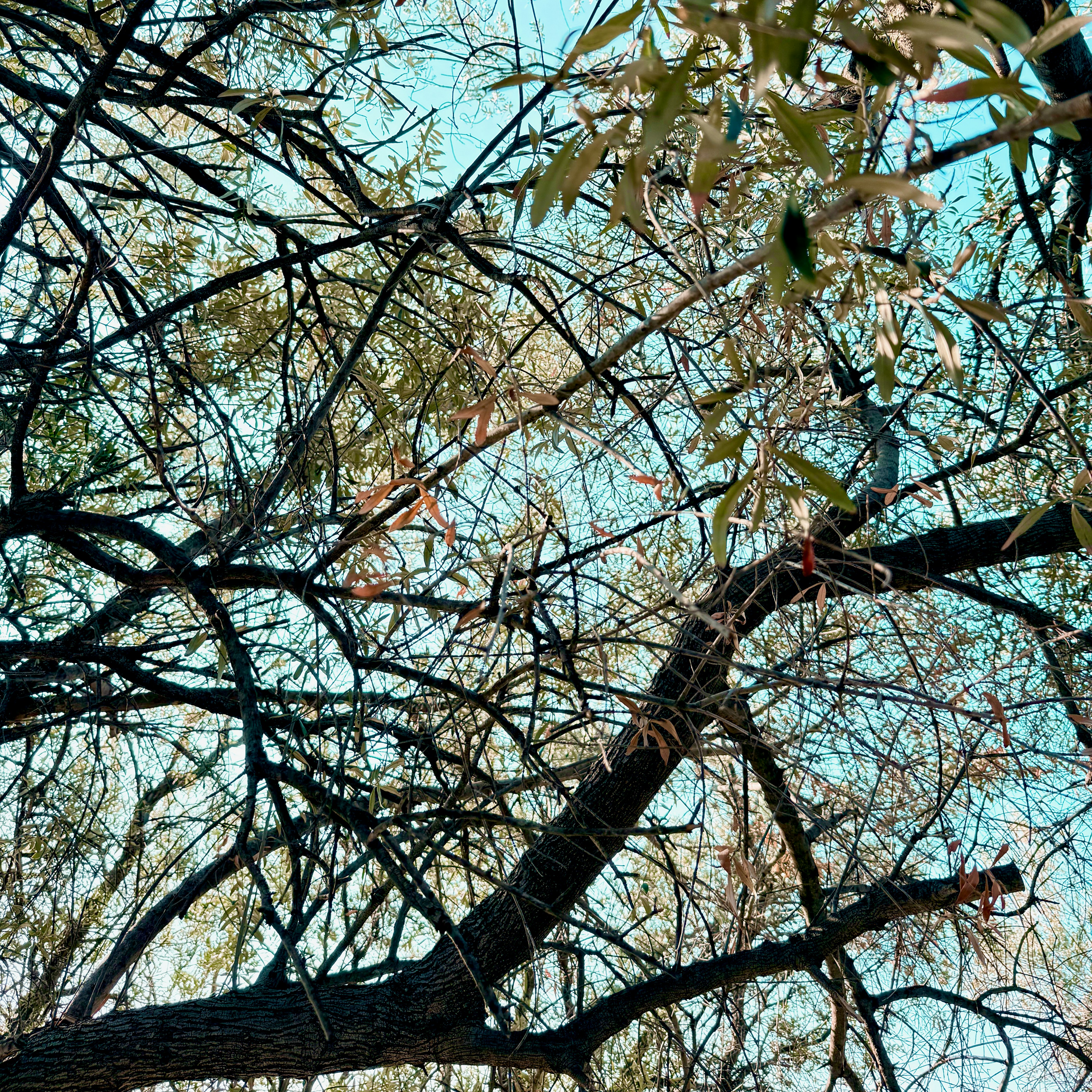 Photo by elijahjcobb