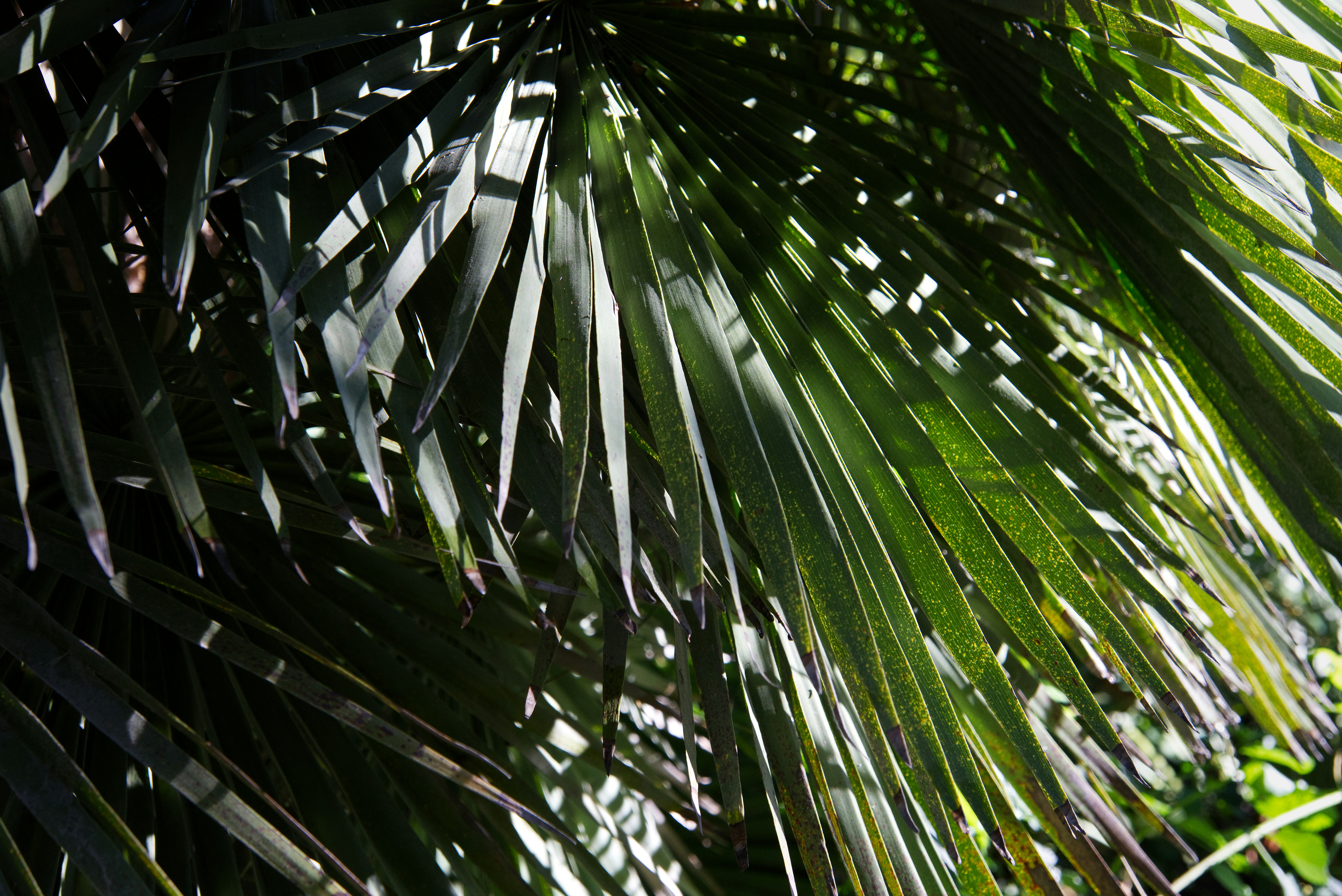 Photo by packetdiscards