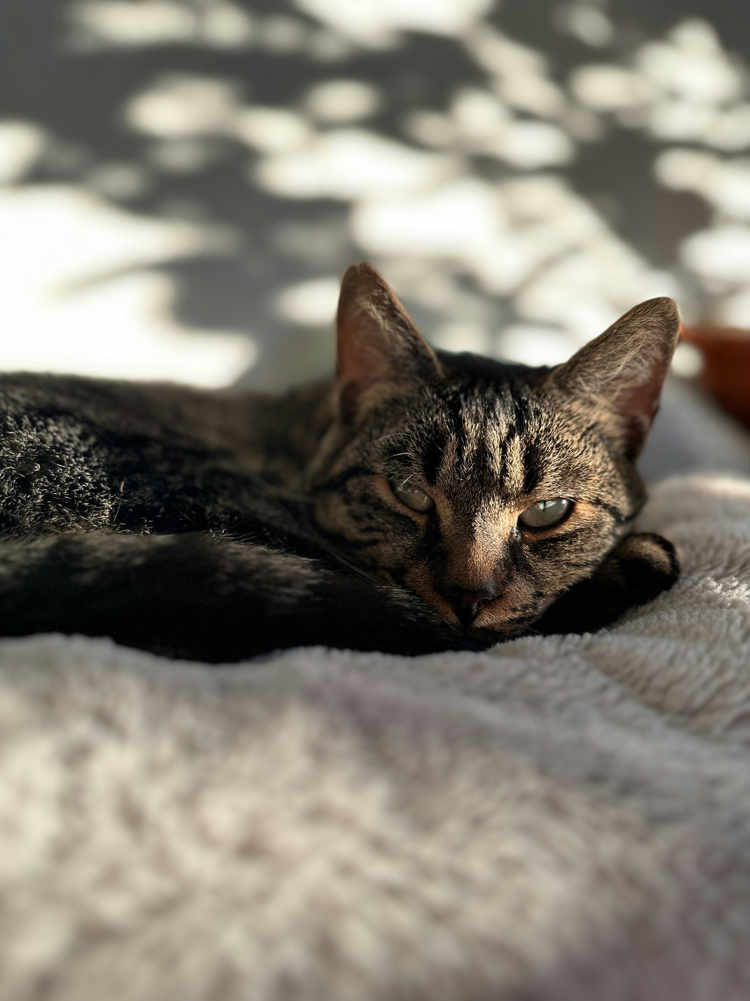 A tabby cat rests on a soft blanket.