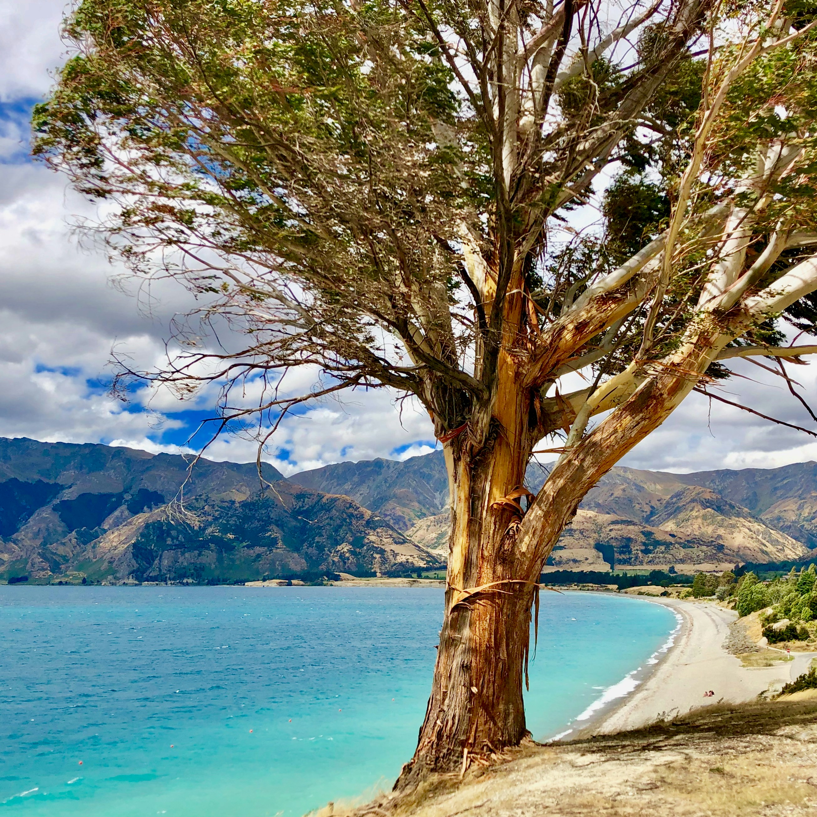 Large tree overlooks turquoise lake and mountains