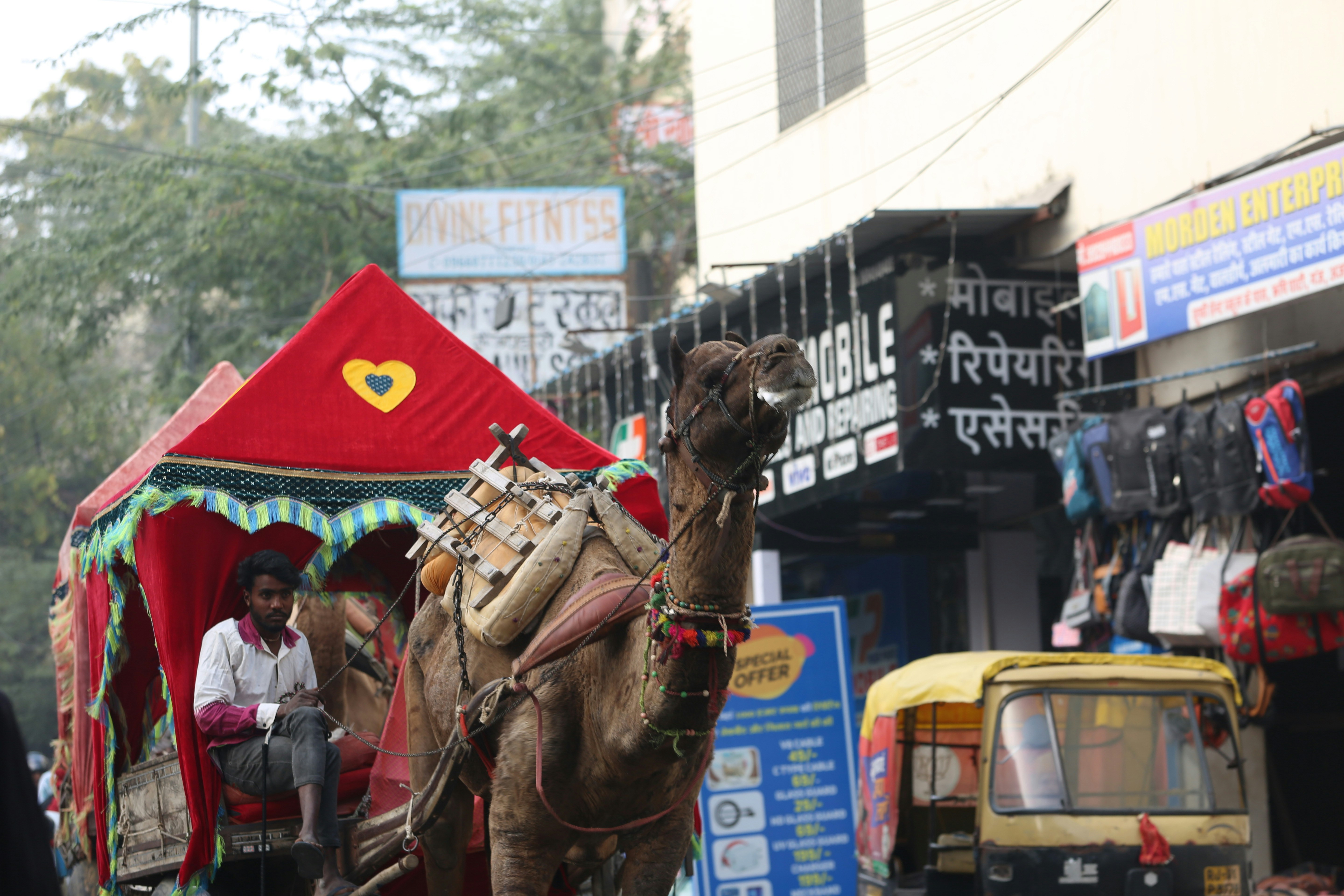 Camel with decorated carriage on a street.