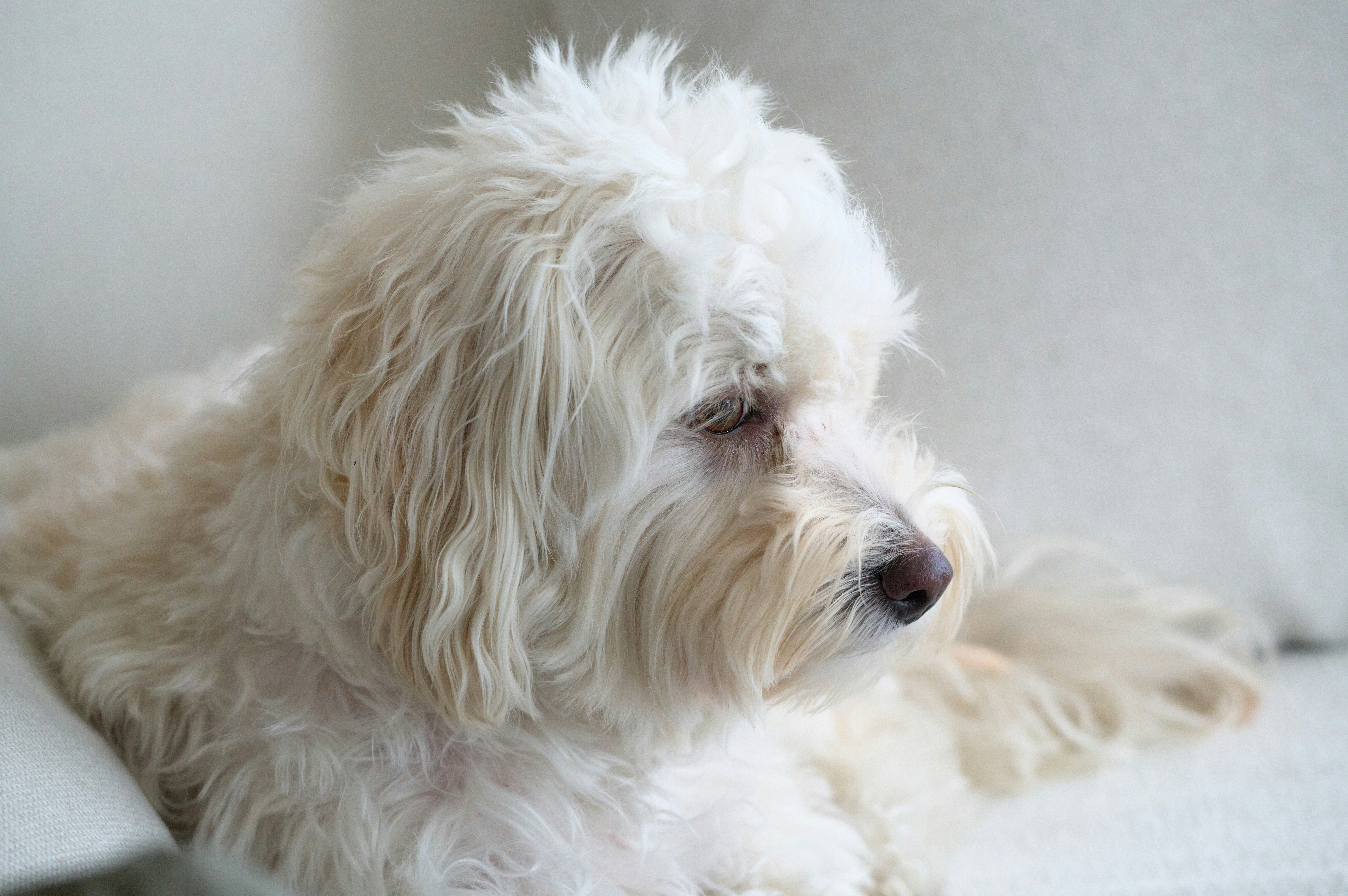 minimalist pet wallpaper, wallpaper, Pet-Friendly Small Apartment Living 4