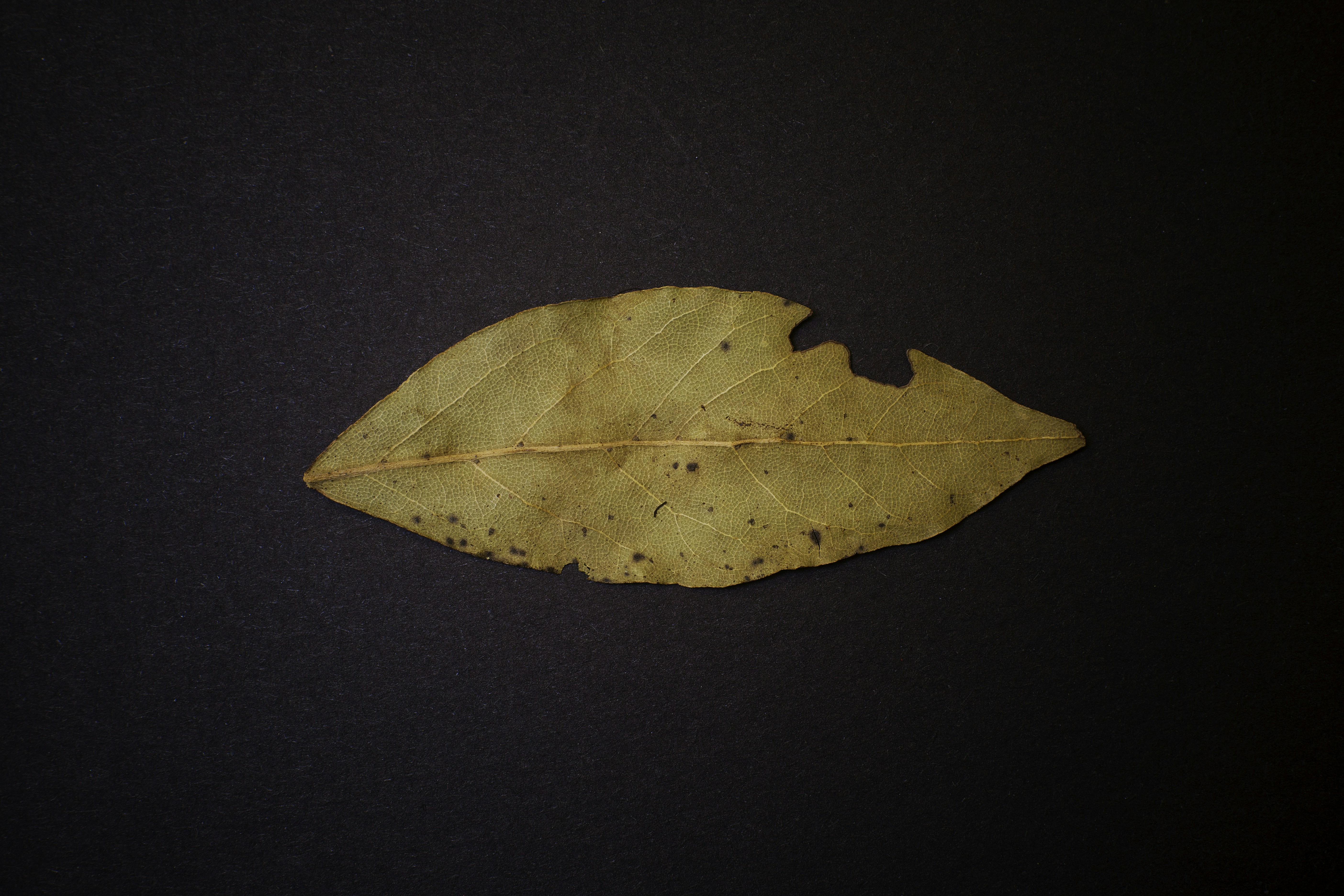 Uma única folha de louro seca sobre um fundo escuro