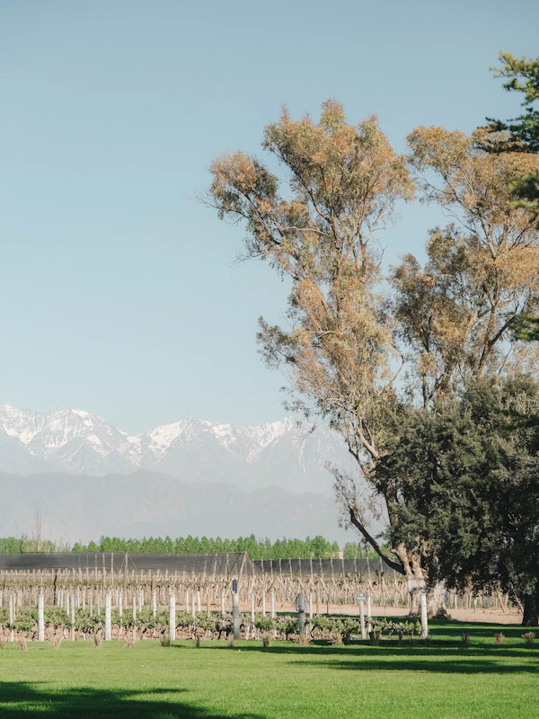 Mendoza Wine