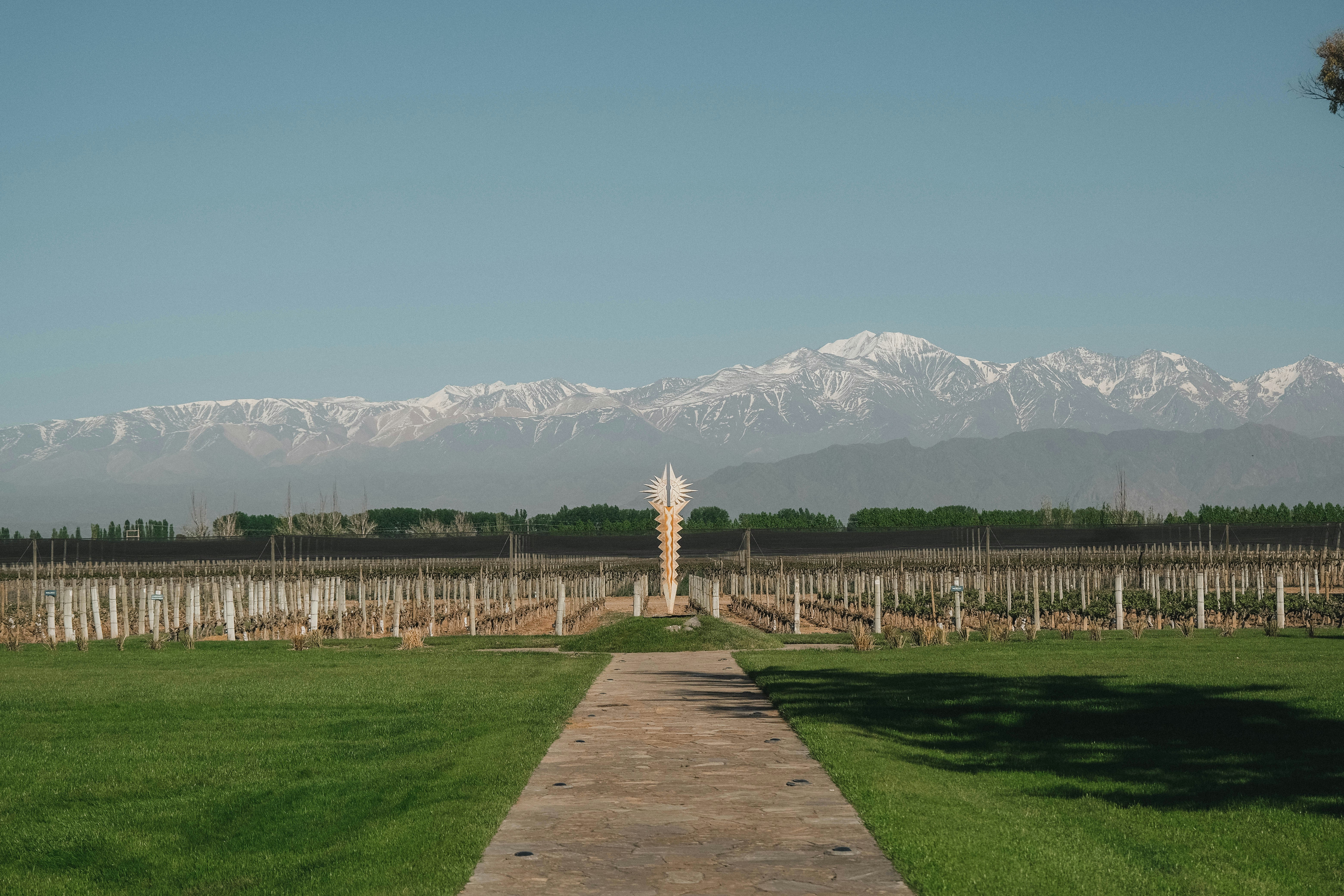 Vignoble avec des montagnes enneigées au loin