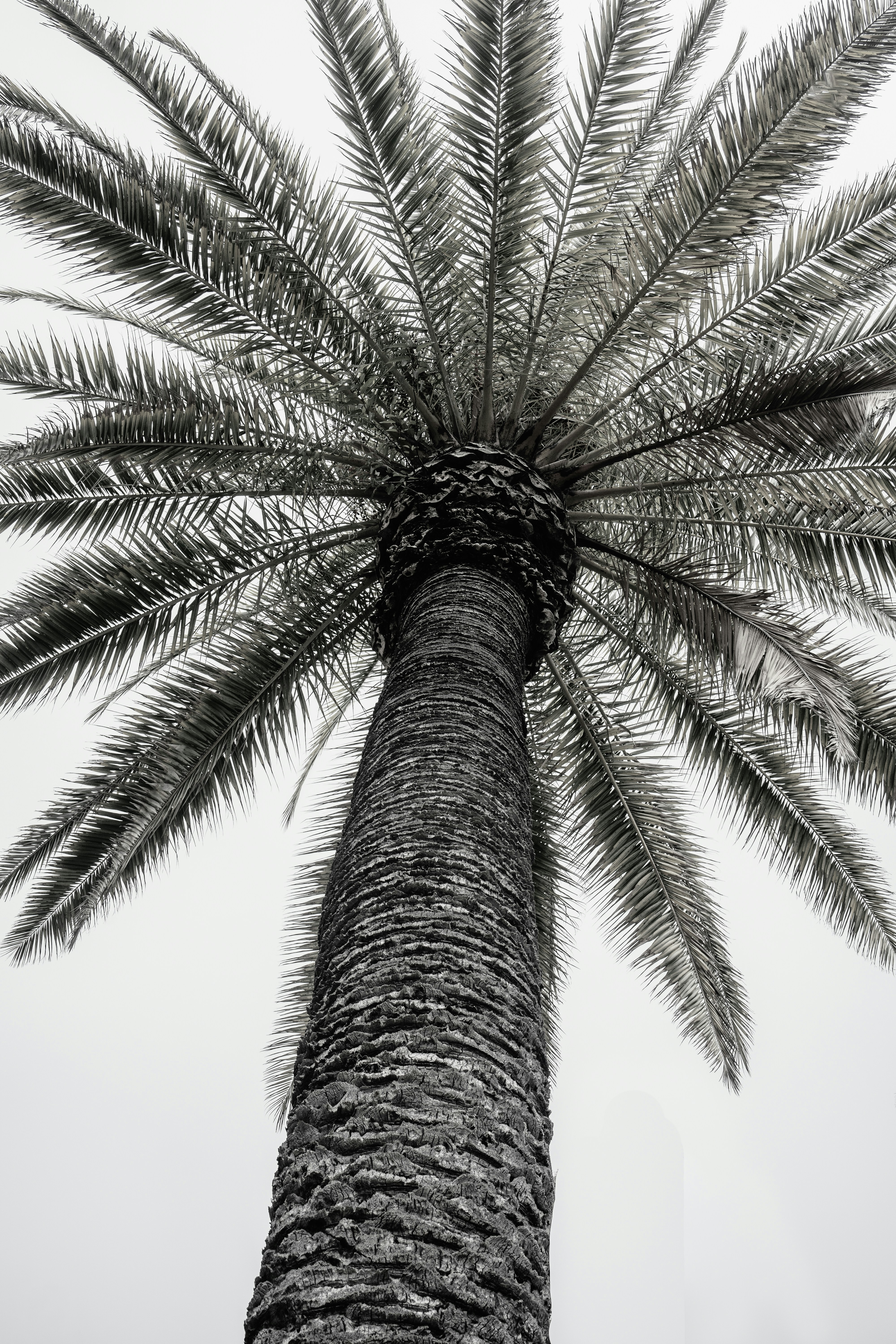 Looking up at a tall palm tree trunk and leaves