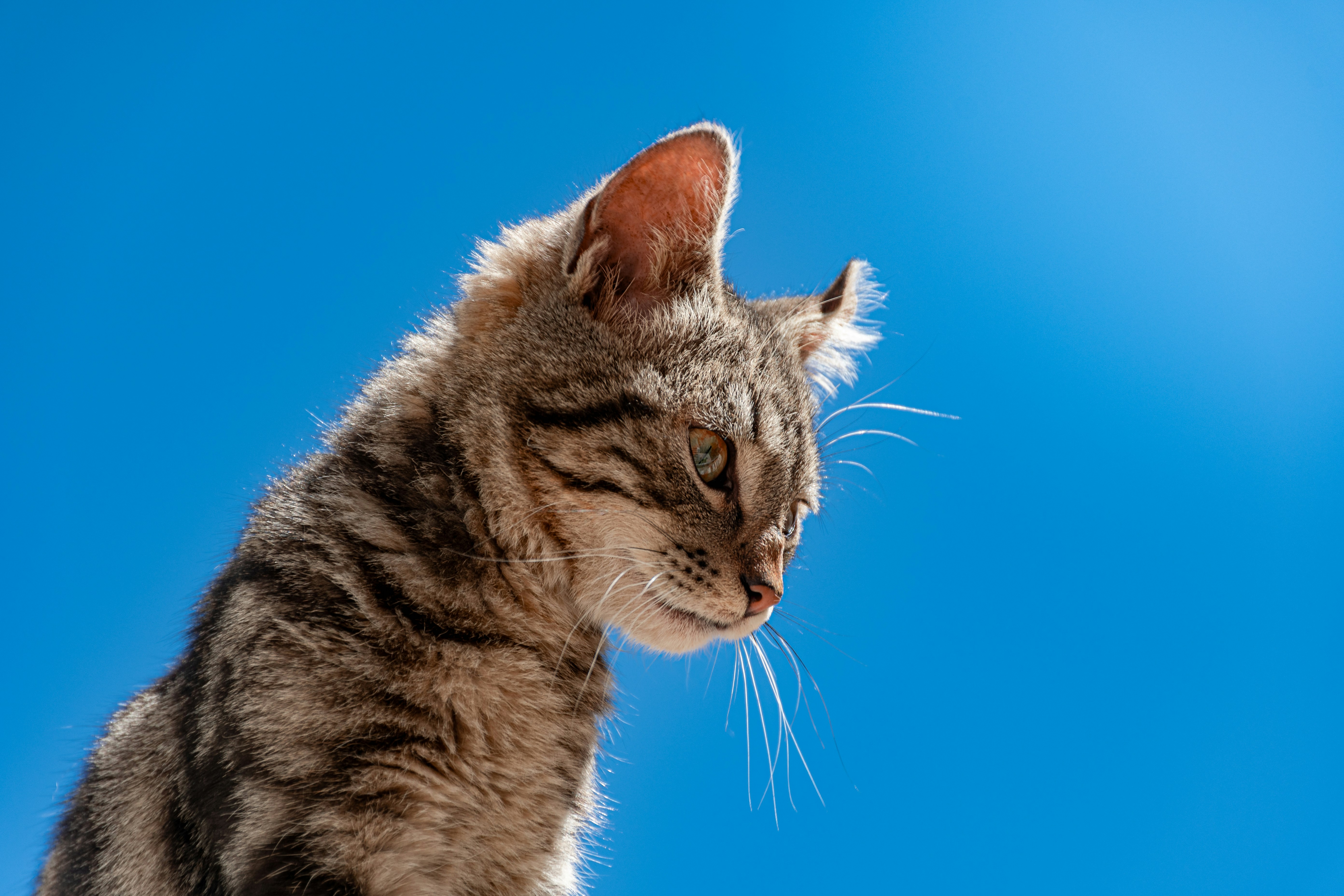 Photo by baknerspealkman_1286