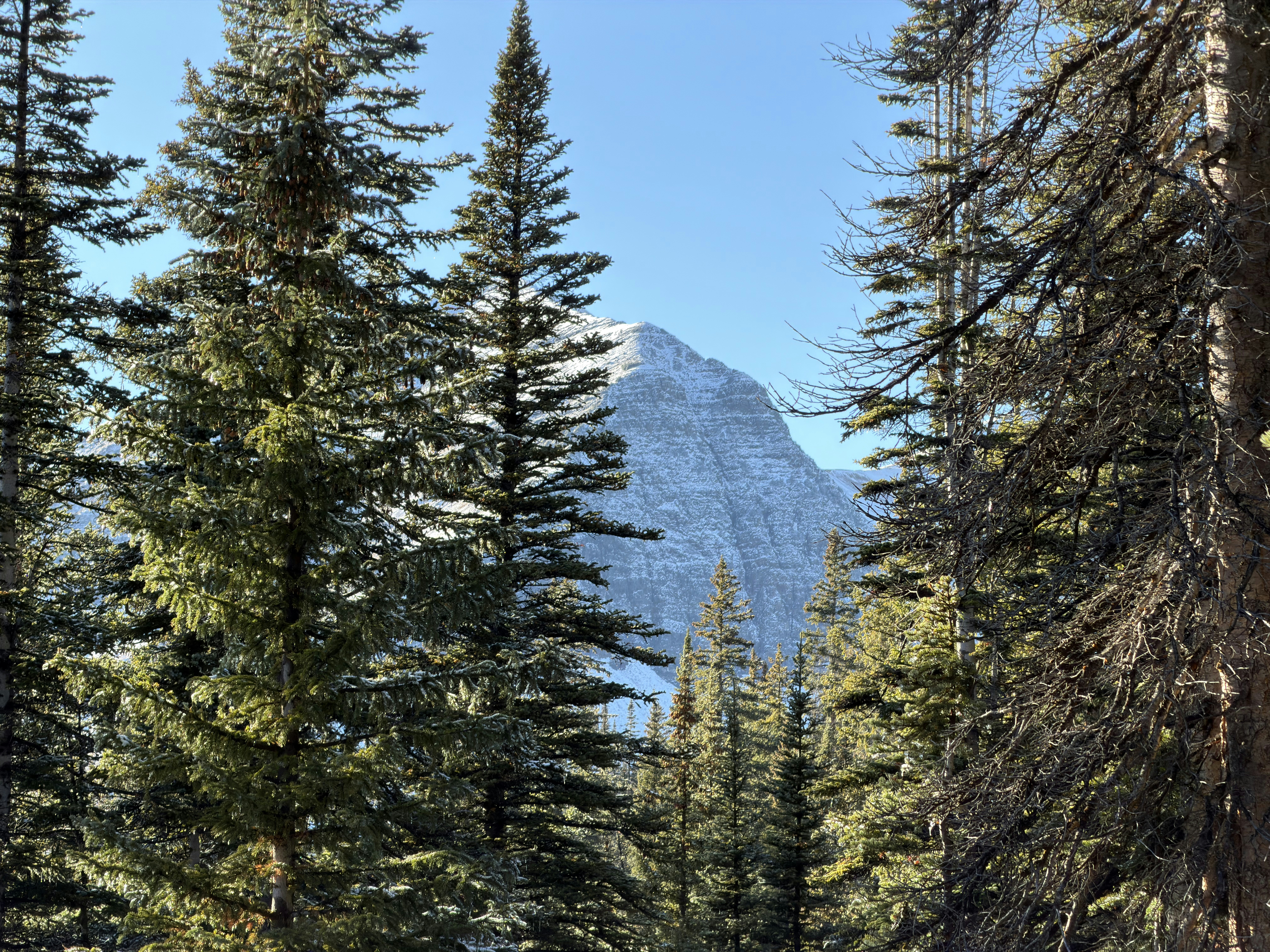 Snow-capped mountain peak seen through pine trees