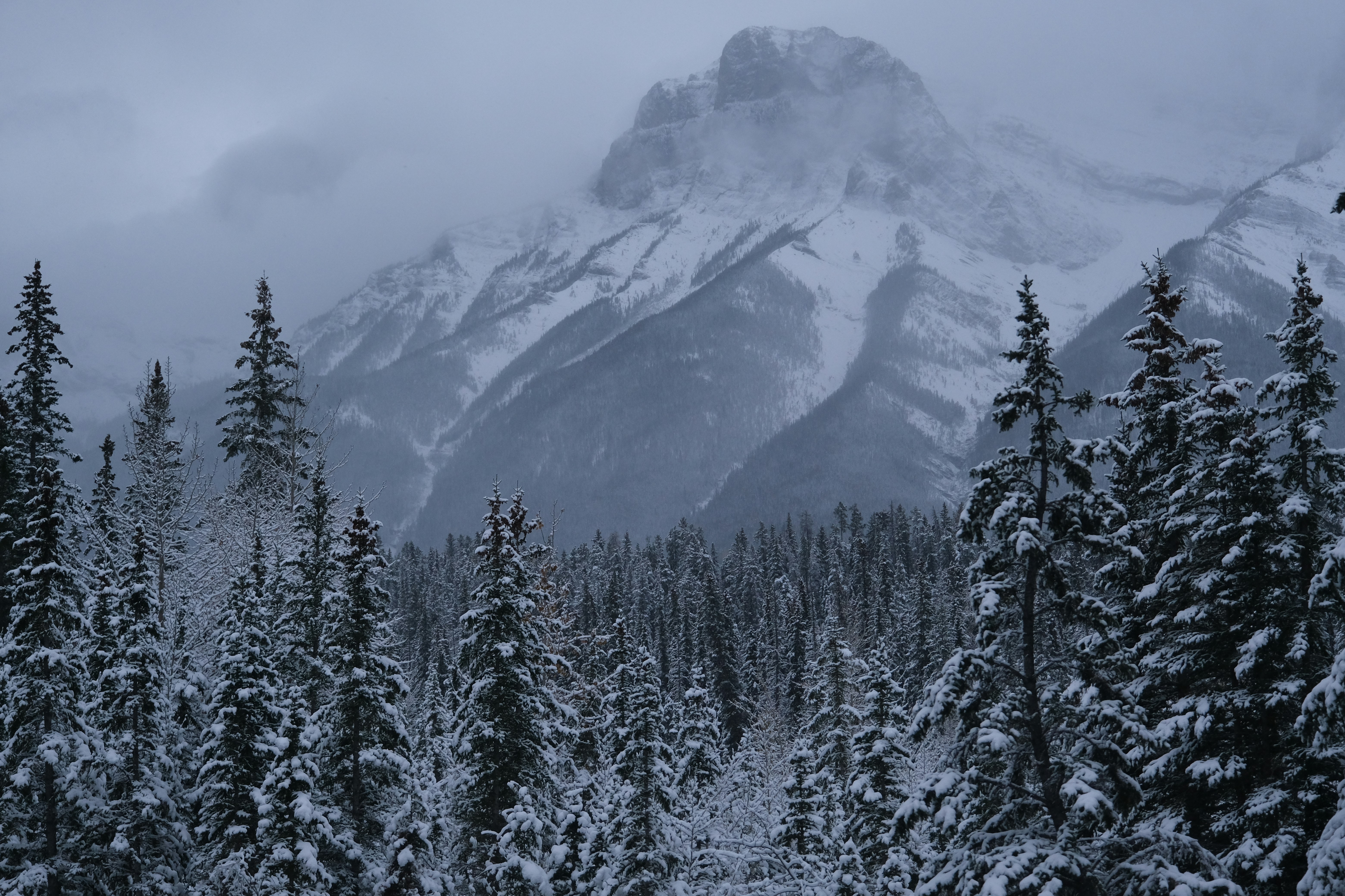 Snow-covered pine trees in front of a misty mountain.