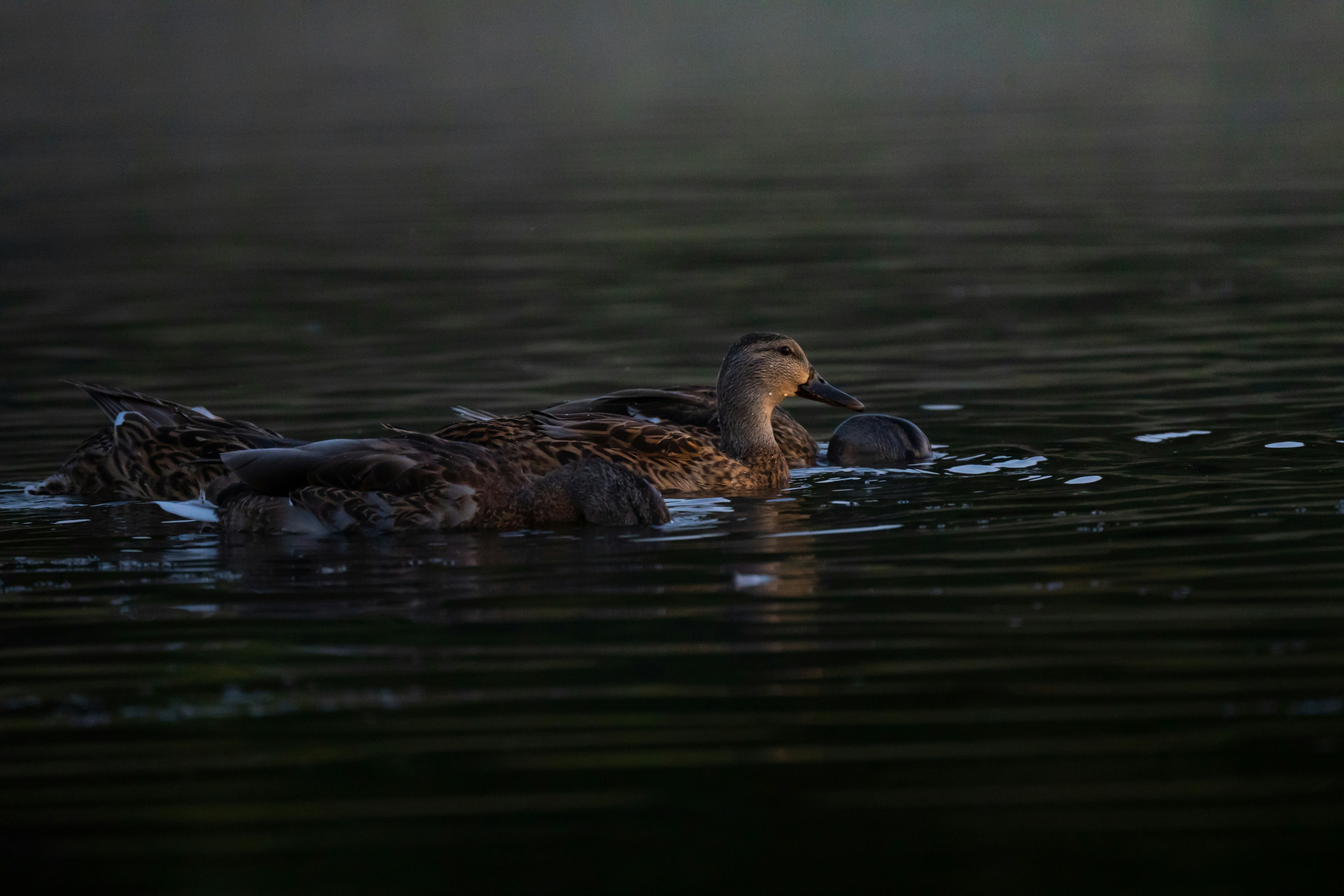 Photo by zackotto126