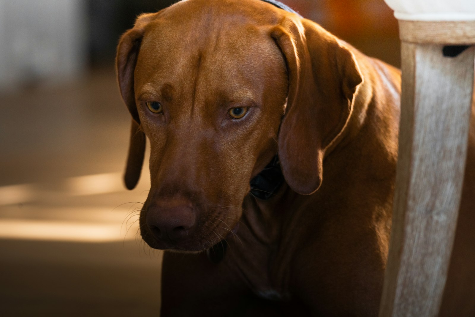 Vizsla Bootcamp: A 7-Day Loose-Leash Plan