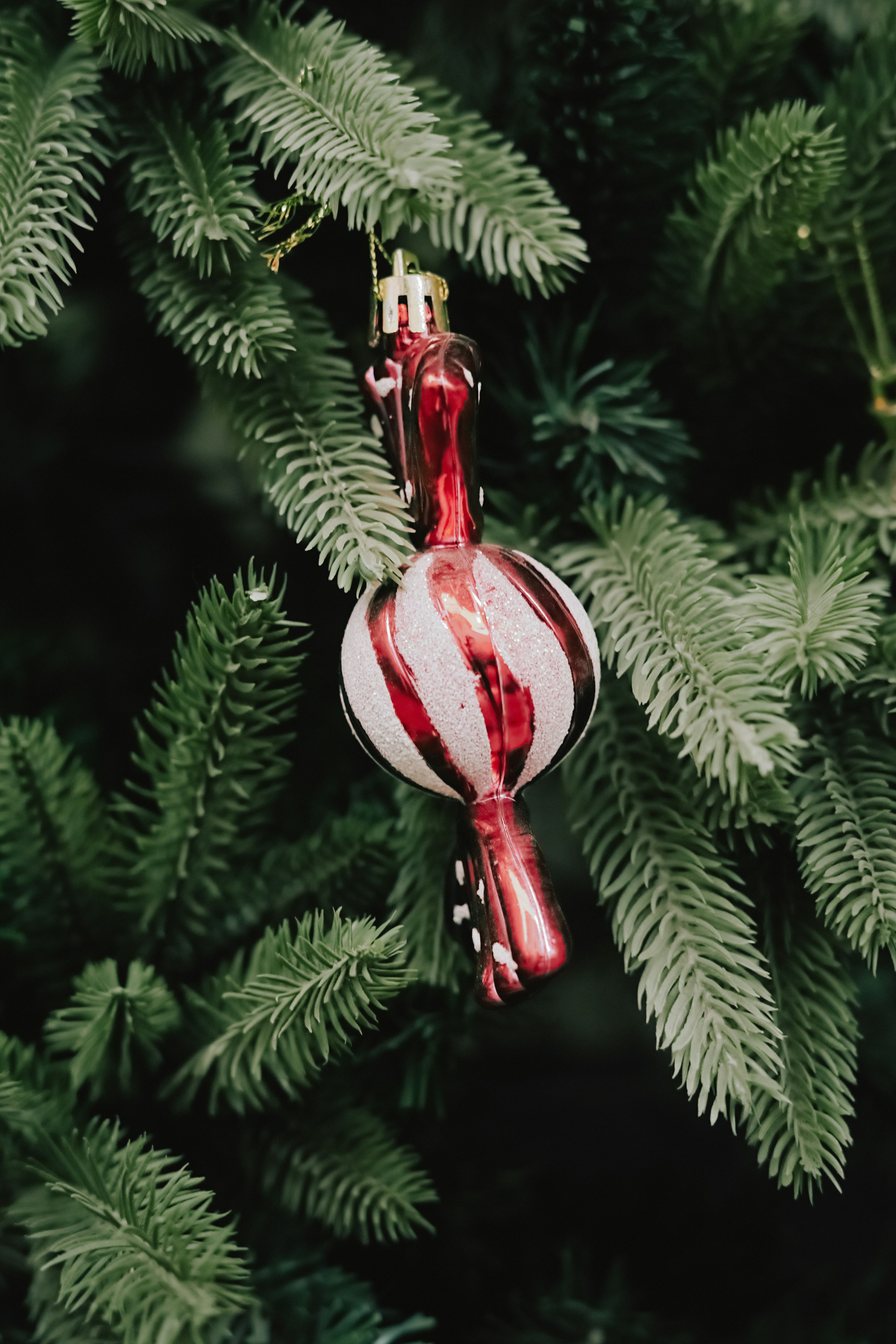 A festive candy cane ornament hangs on a christmas tree.