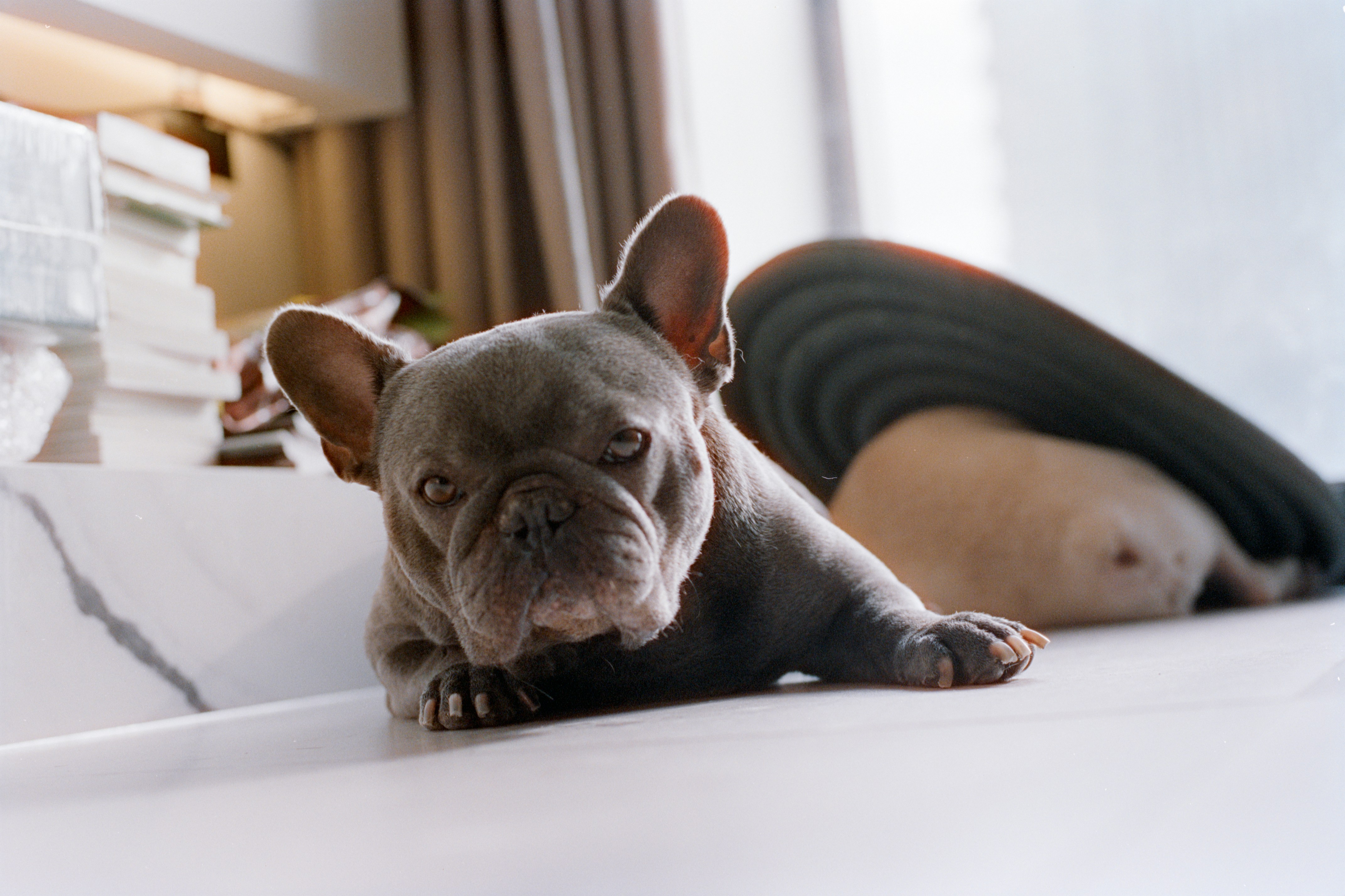 Week by Week, Accident by Accident: The Real-World Guide to Housetraining Your Frenchie Pup