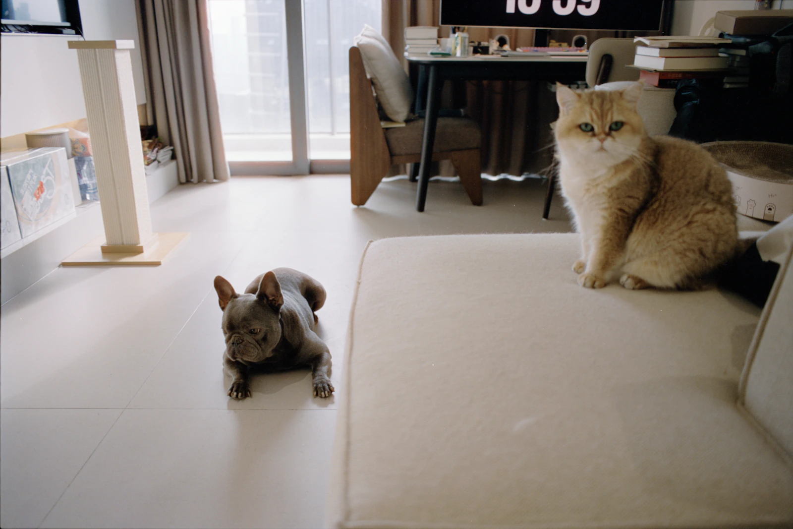 Cat and dog relaxing together in a contemporary home