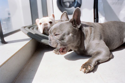 Two french bulldogs resting together outdoors.