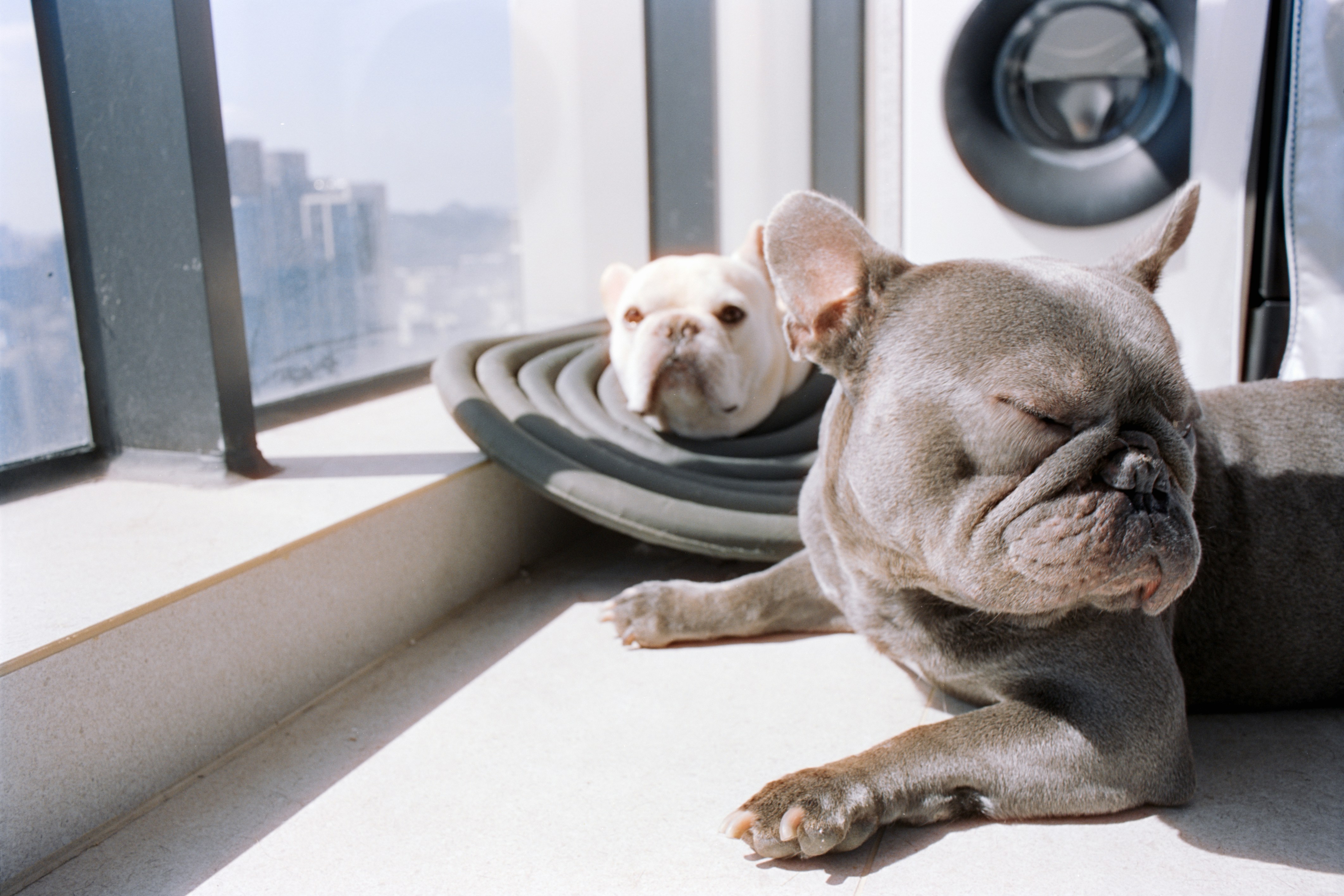 Pet-Friendly Vacation Rental in Cape Coral