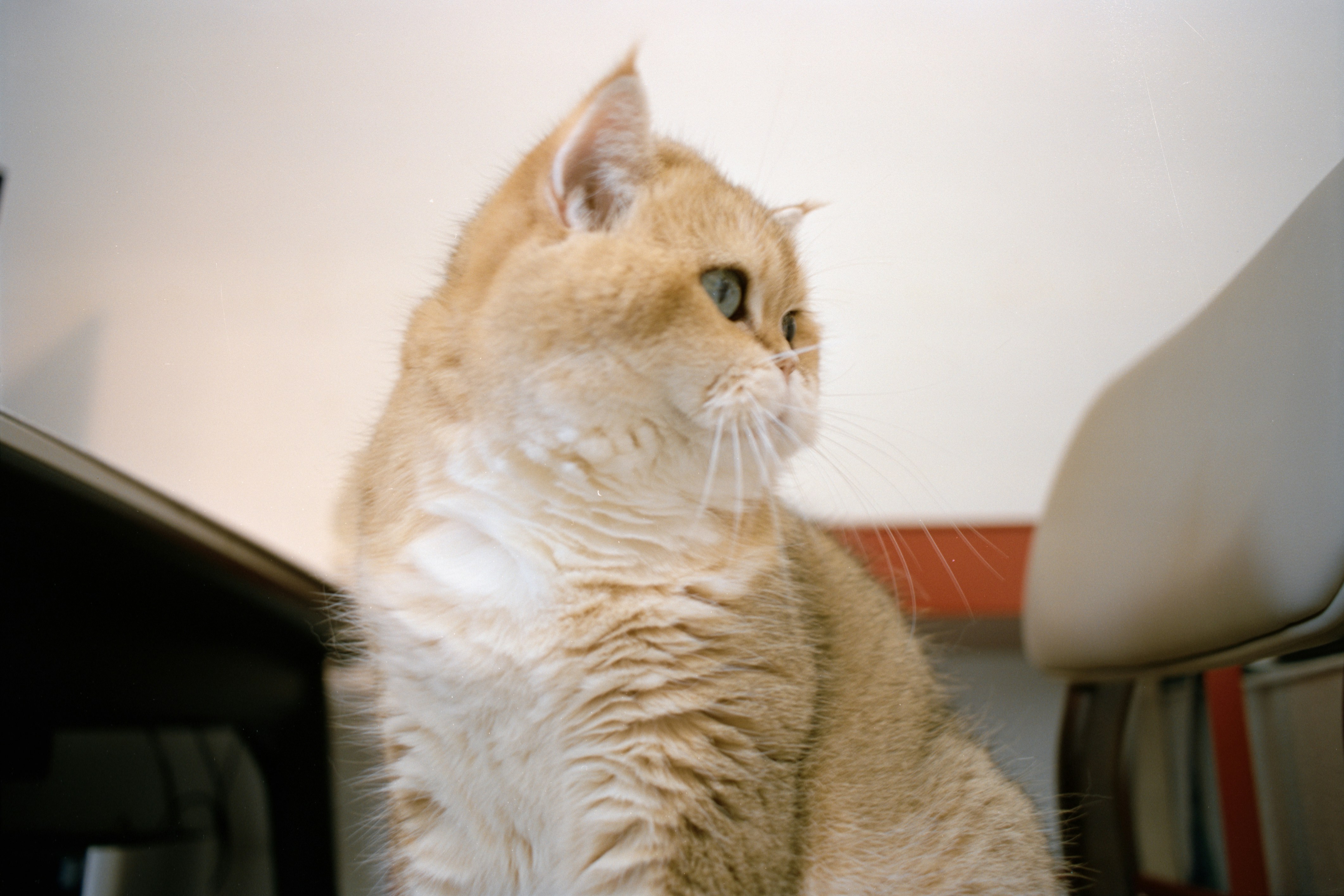 Golden british shorthair cat looking away