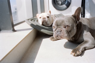 Two french bulldogs resting by a window.