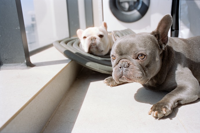 Two french bulldogs resting by a window.