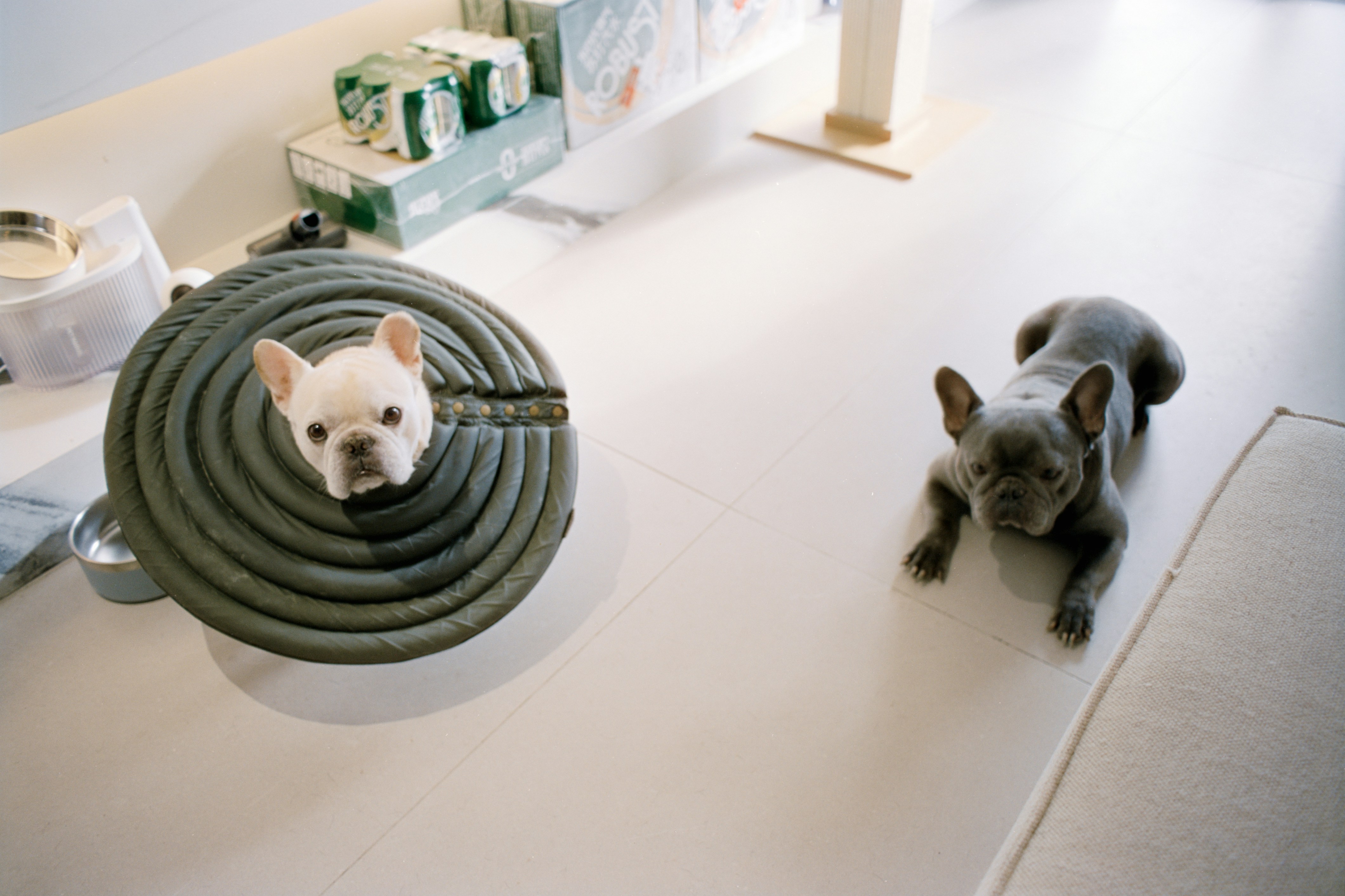 Pet grooming tools and kit