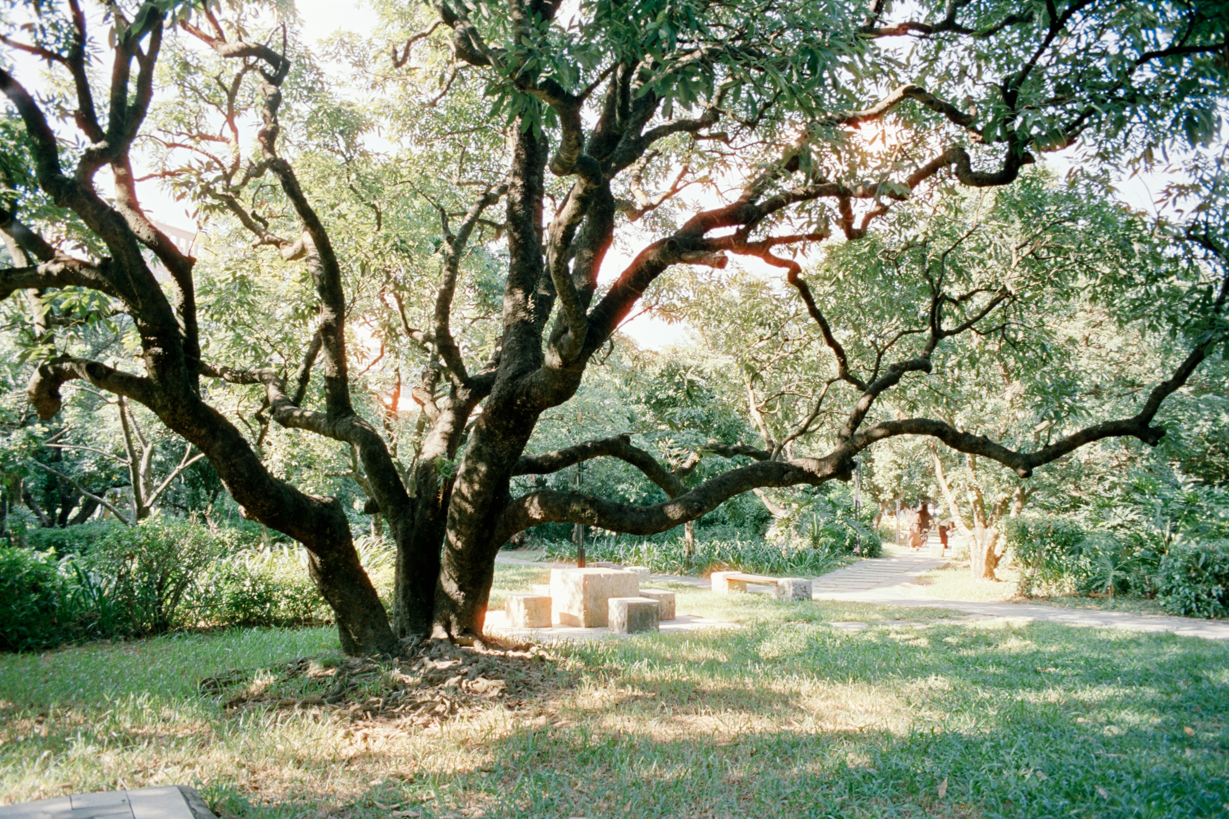 Large, sprawling tree in a grassy park area.