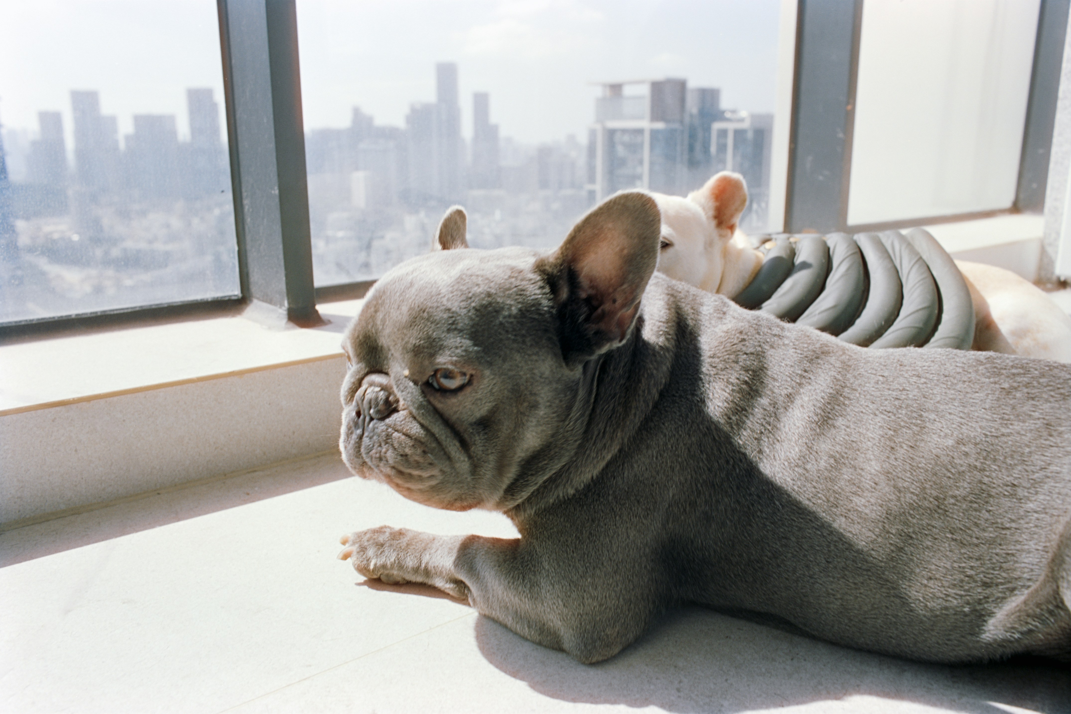 Two french bulldogs resting by a window overlooking city.