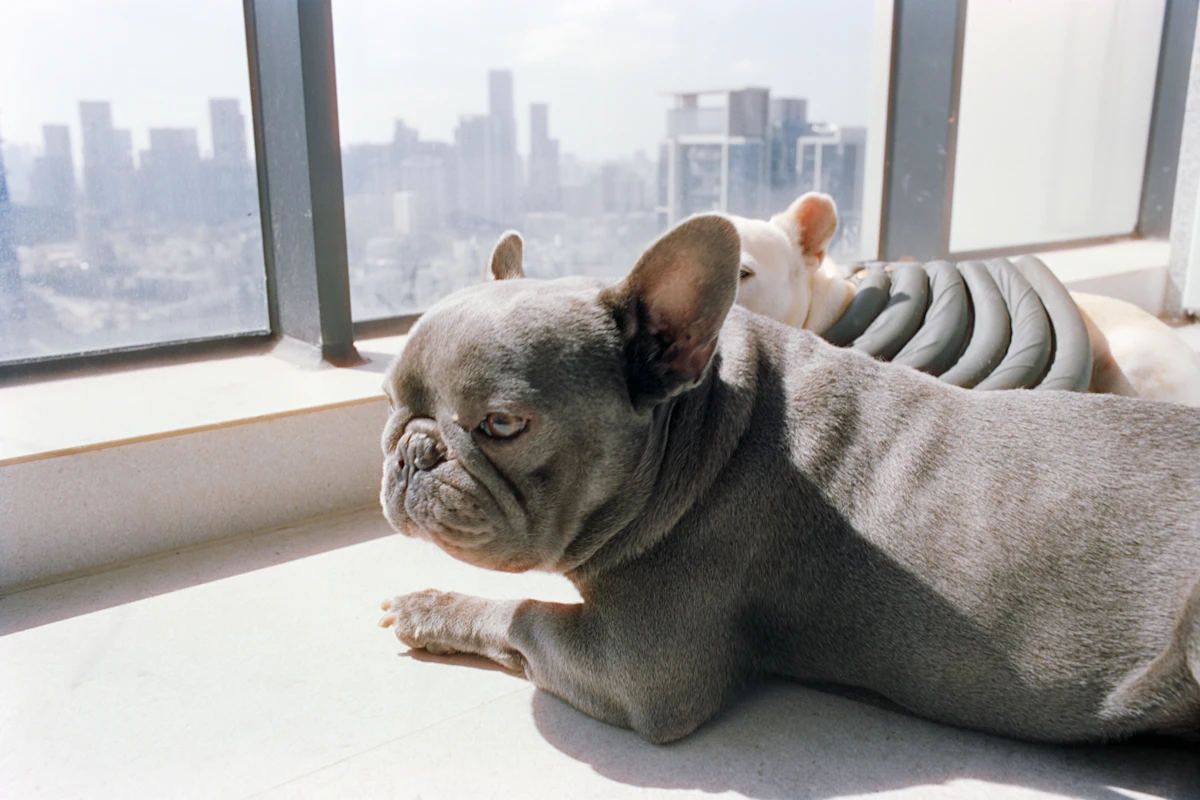 Two french bulldogs resting by a window overlooking city.