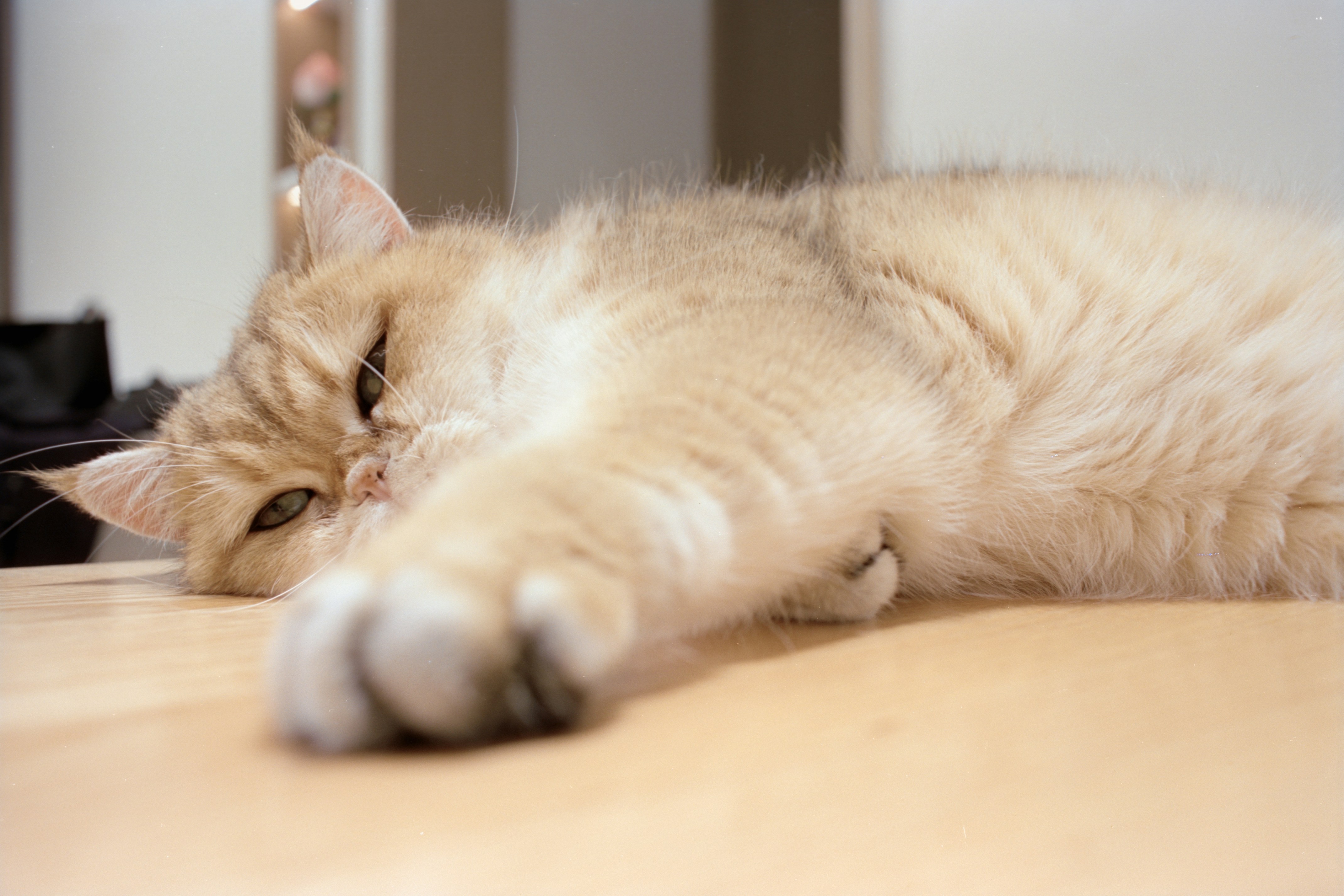 Photo by zhenyao_photo