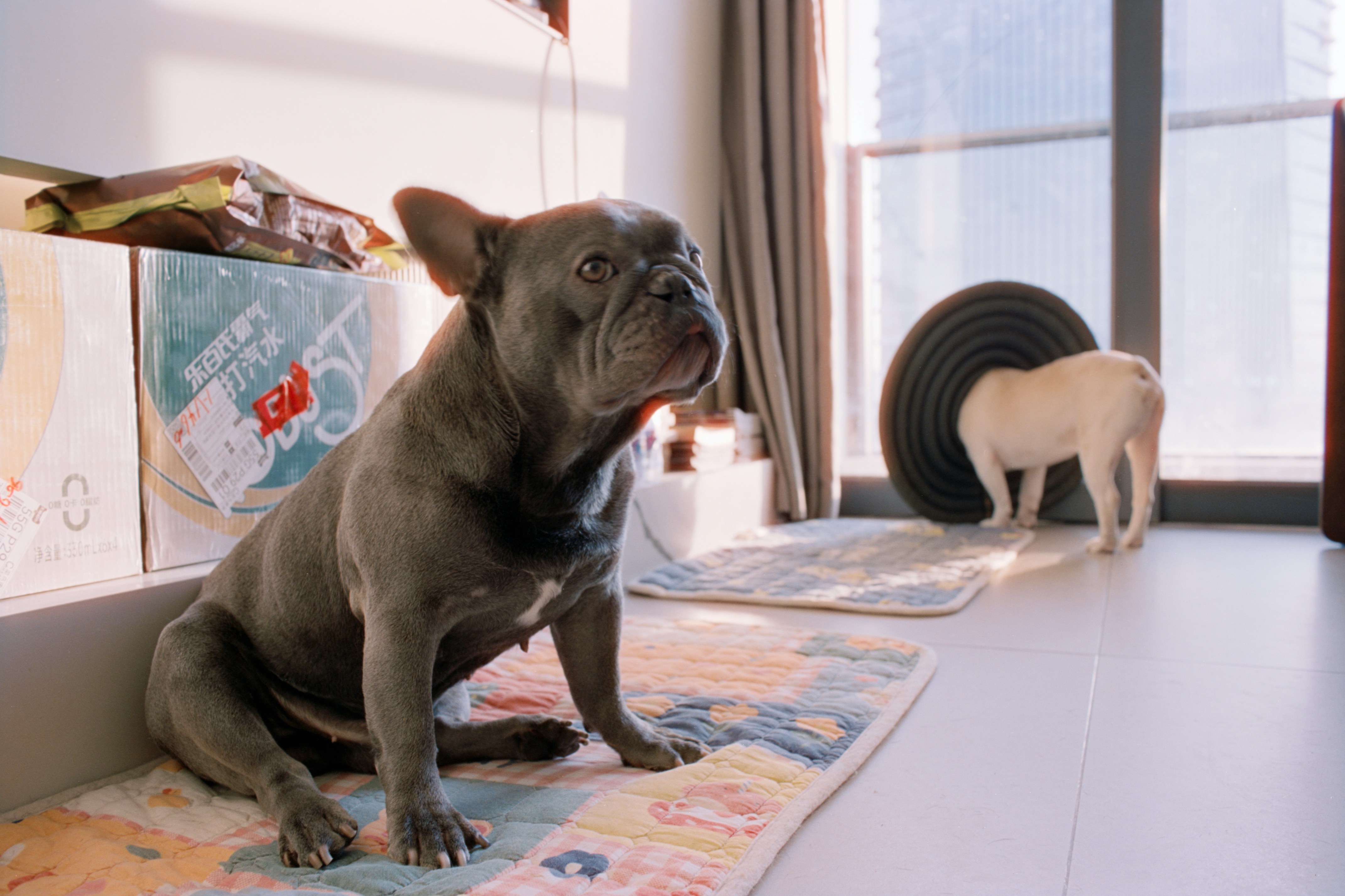 What Your Frenchie Puppy's Weird Little Habits Are Actually Telling You