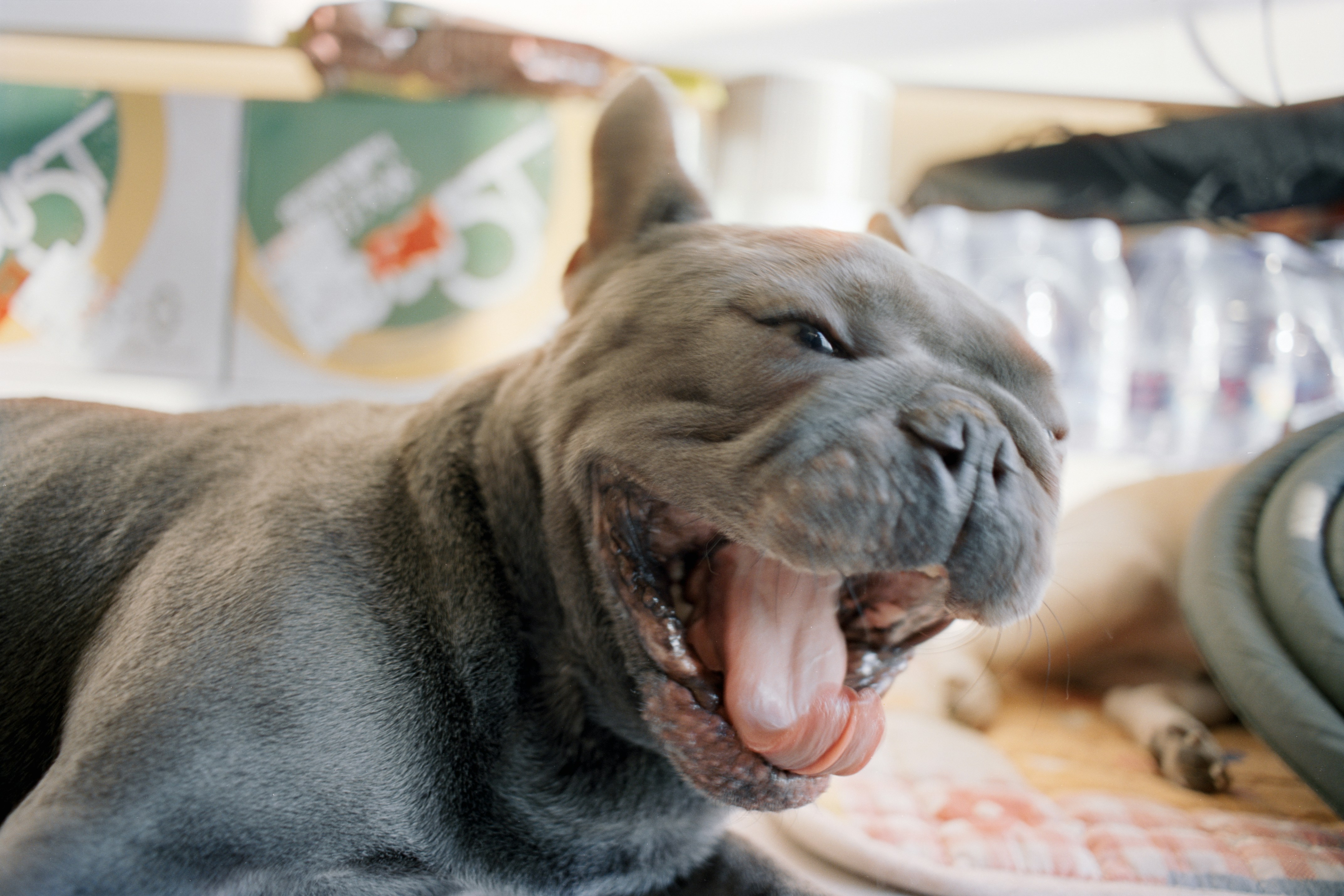 A grey bulldog yawns widely with its mouth open.