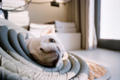 A white dog resting on a comfortable bed.