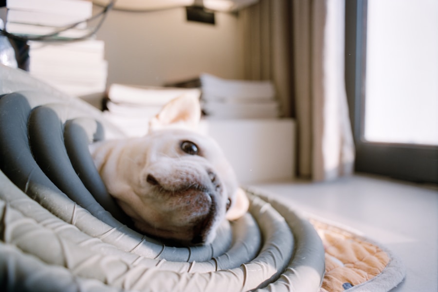 Best Dog Food for Dogs with Diarrhoea: Gentle Options to Settle Stomachs